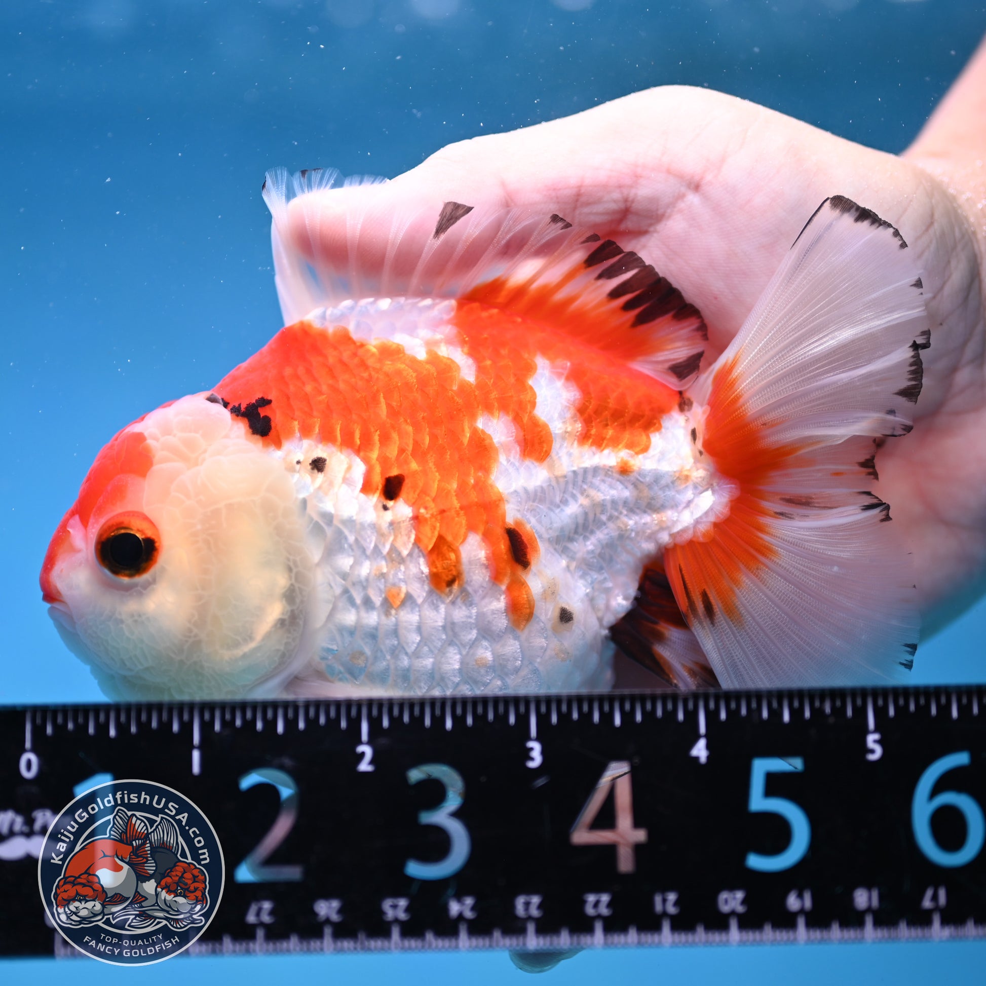 Big YuanBao Red White Oranda 4.5 inch Body (260116_OR03)