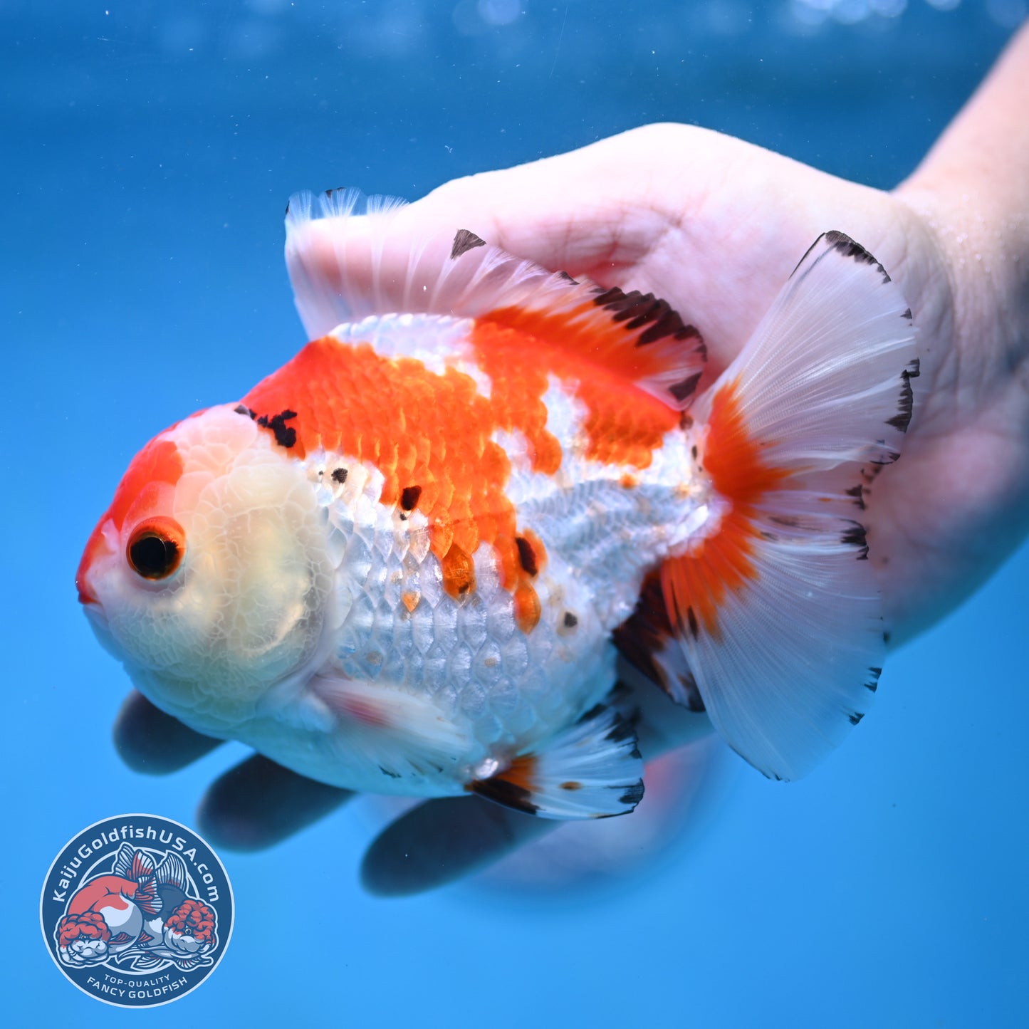 Big YuanBao Red White Oranda 4.5 inch Body (260116_OR03)