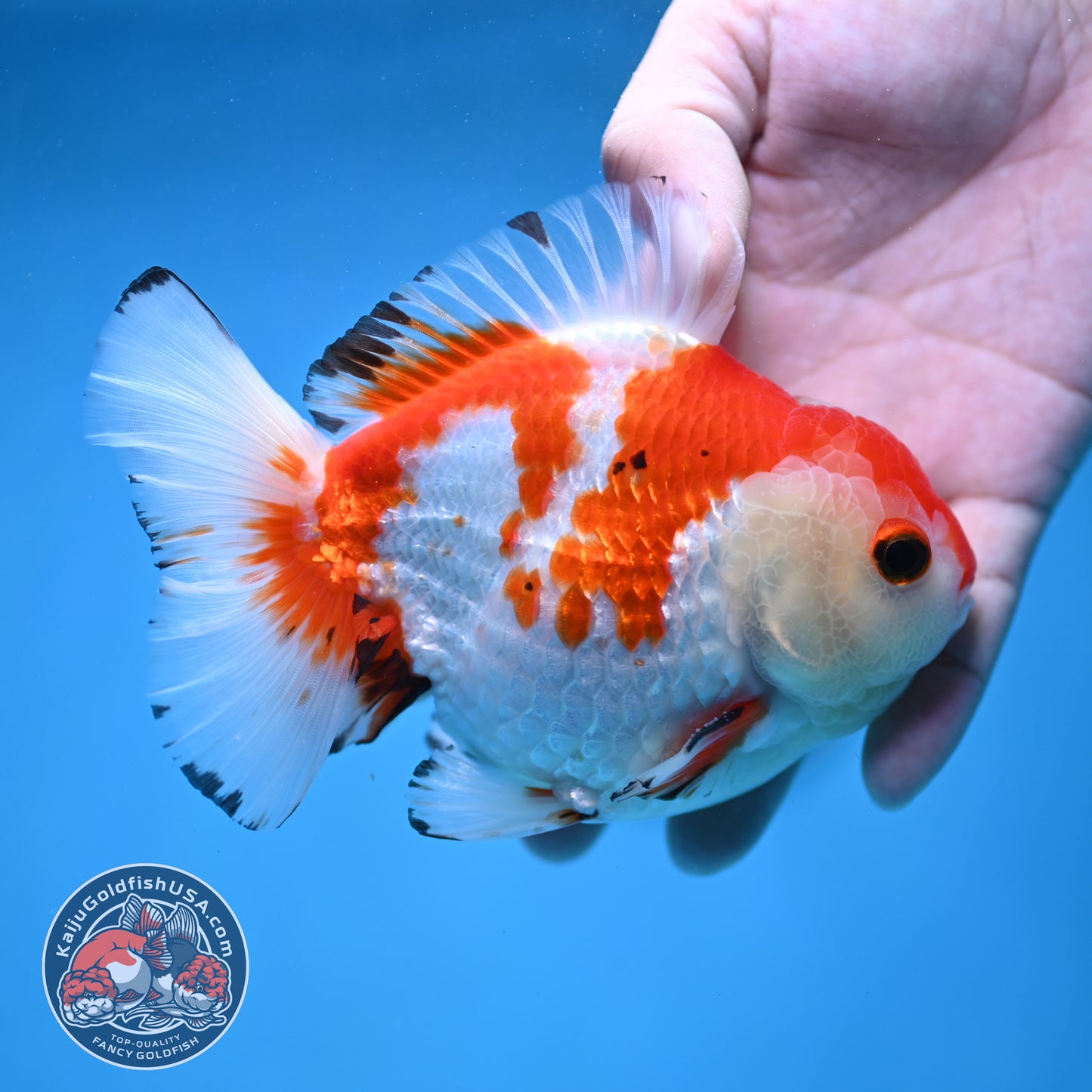 Big YuanBao Red White Oranda 4.5 inch Body (260116_OR03)
