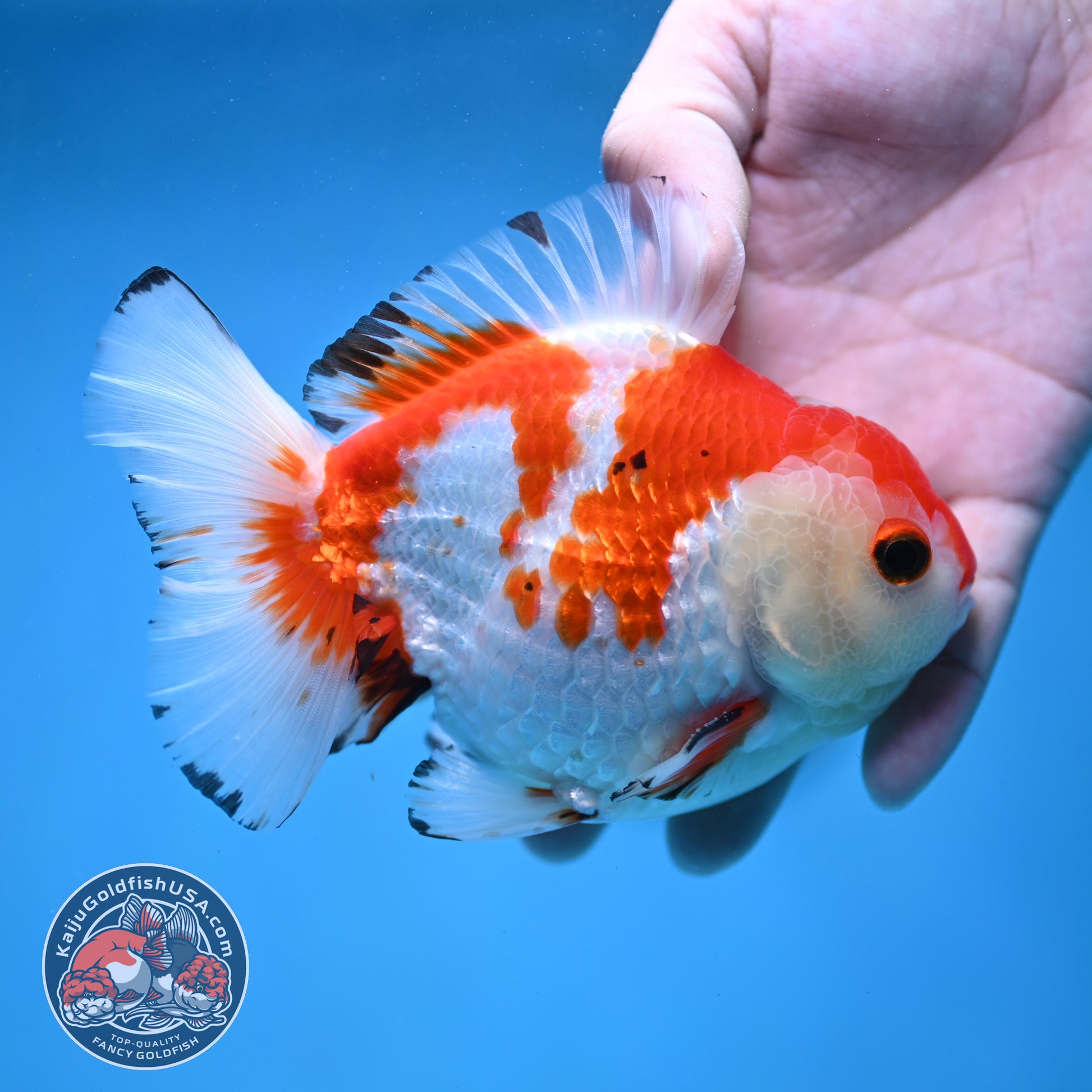 Big YuanBao Red White Oranda 4.5 inch Body (260116_OR03)