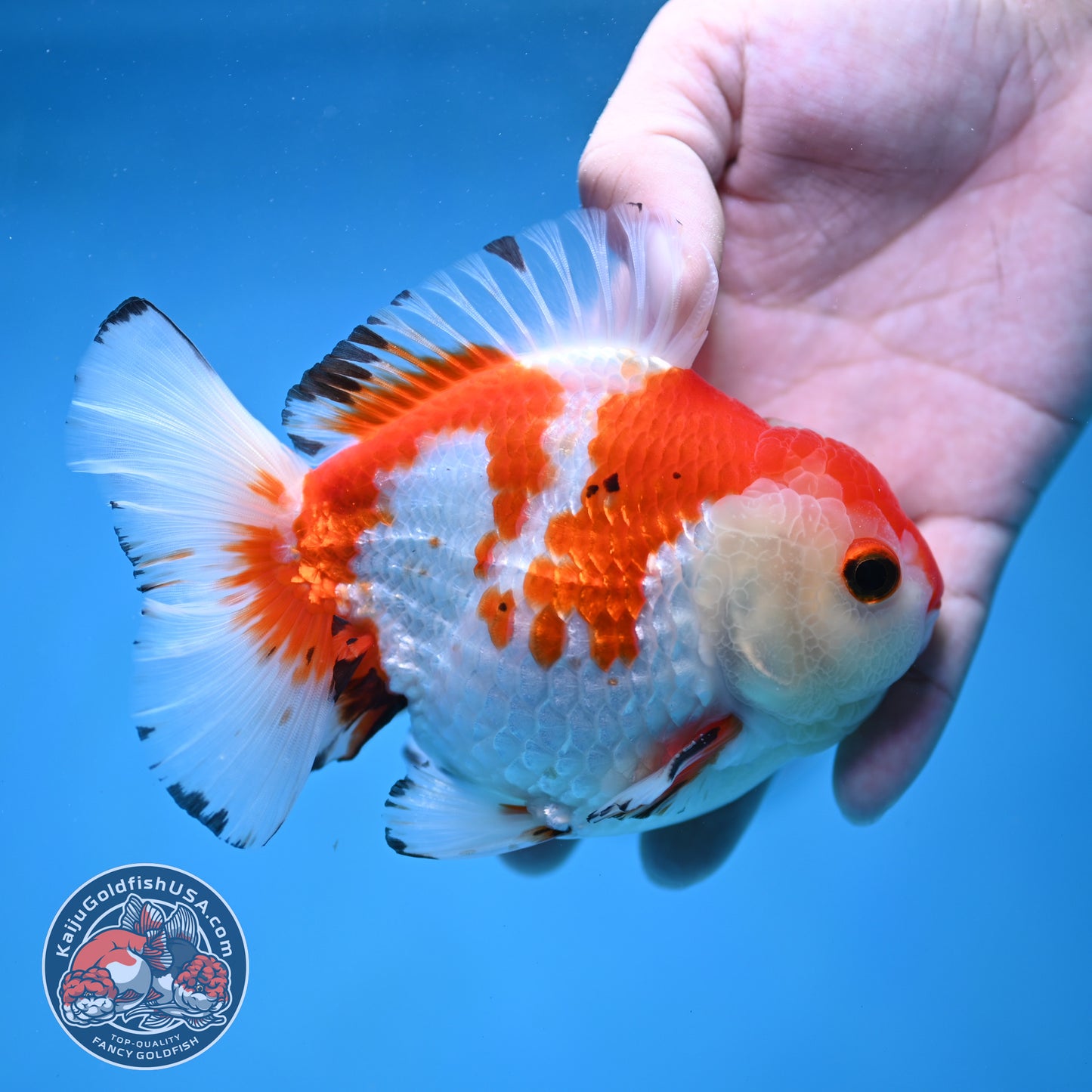 Big YuanBao Red White Oranda 4.5 inch Body (260116_OR03)