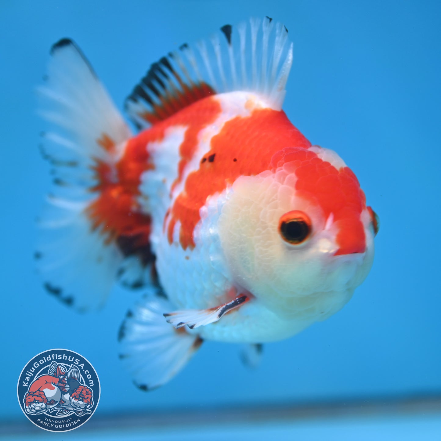 Big YuanBao Red White Oranda 4.5 inch Body (260116_OR03)
