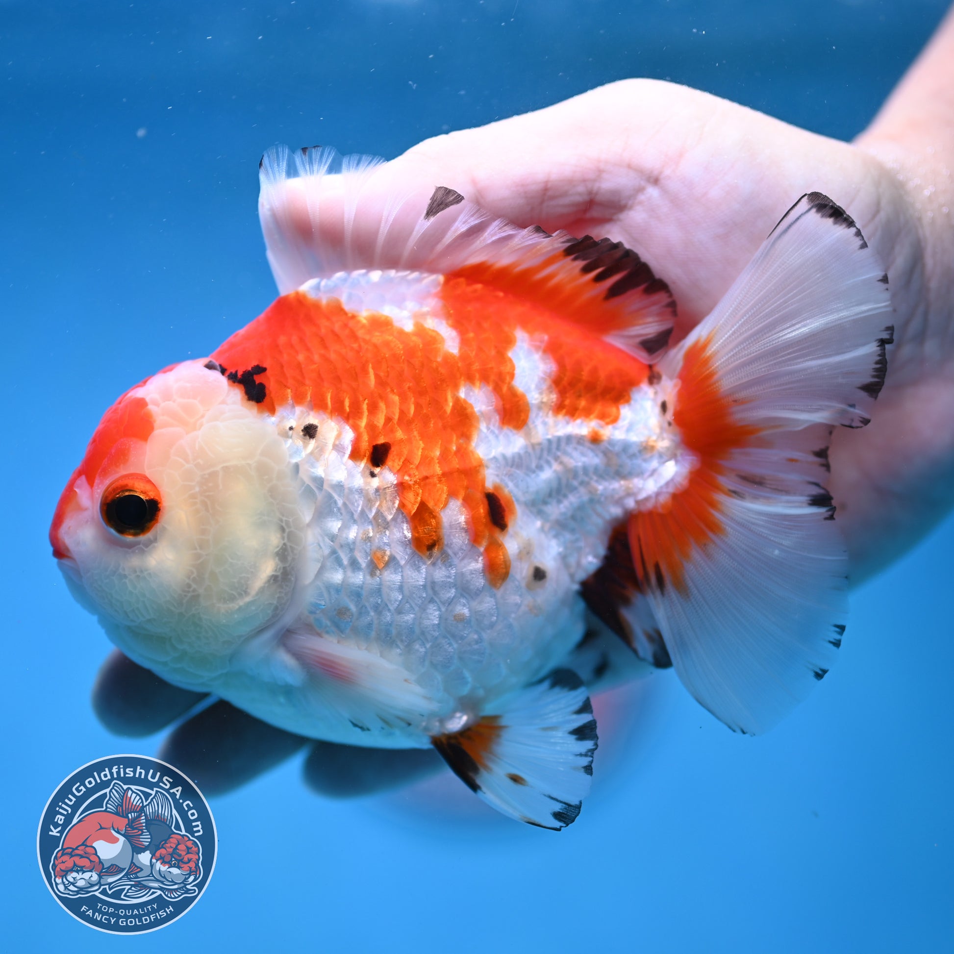 Big YuanBao Red White Oranda 4.5 inch Body (260116_OR03)