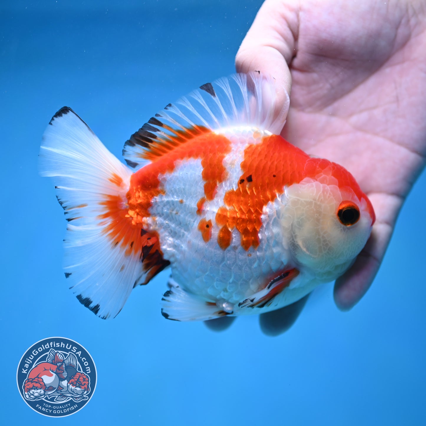 Big YuanBao Red White Oranda 4.5 inch Body (260116_OR03)