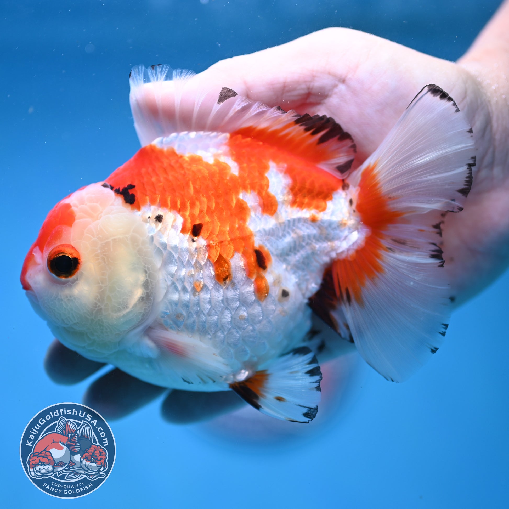 Big YuanBao Red White Oranda 4.5 inch Body (260116_OR03)