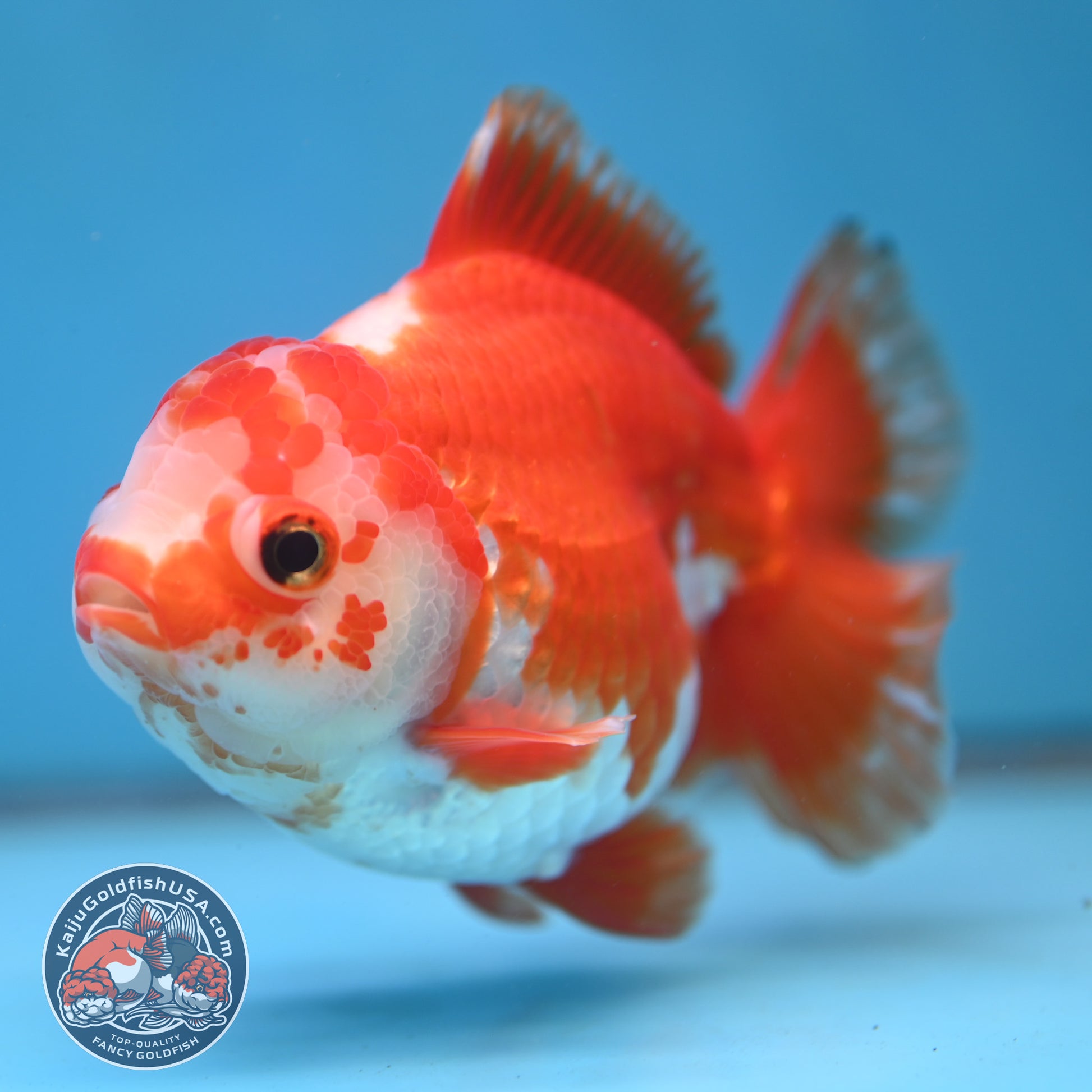 Big YuanBao Red White Oranda 4.5 inch Body (260116_OR06)
