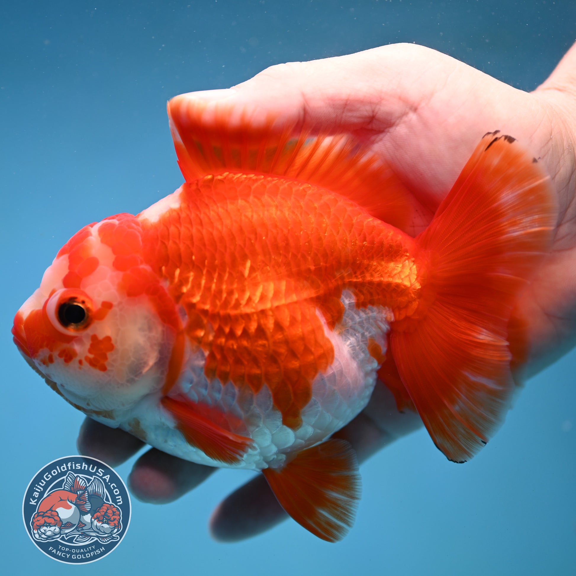 Big YuanBao Red White Oranda 4.5 inch Body (260116_OR06)