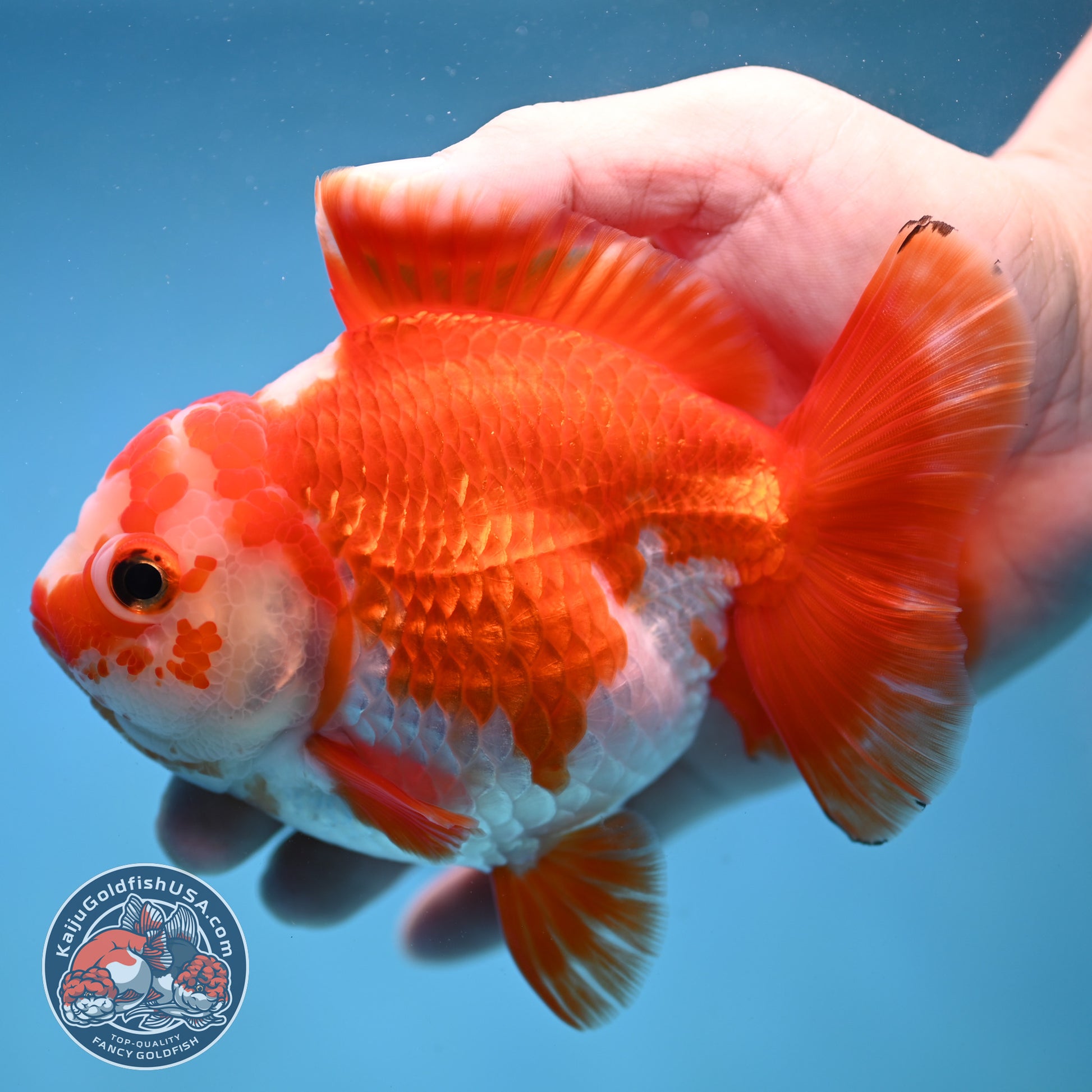 Big YuanBao Red White Oranda 4.5 inch Body (260116_OR06)