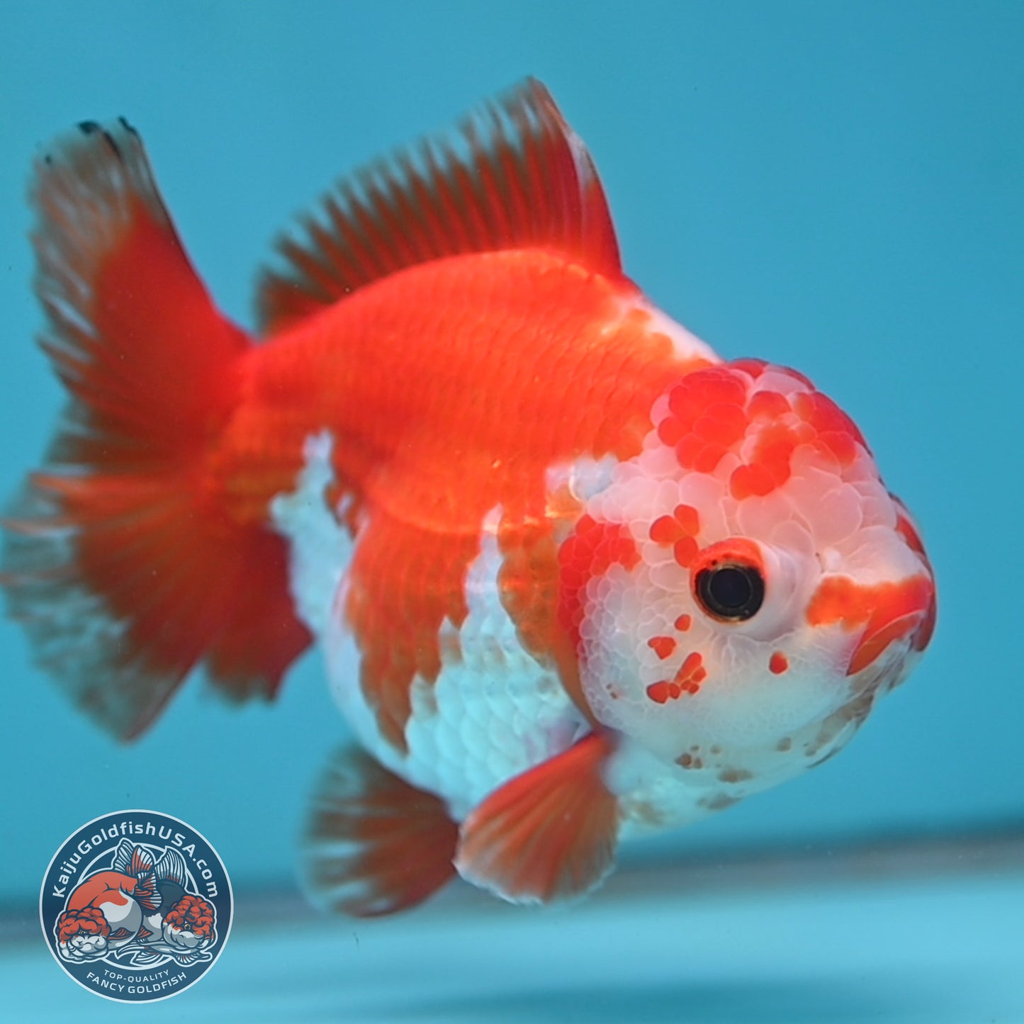 Big YuanBao Red White Oranda 4.5 inch Body (260116_OR06)