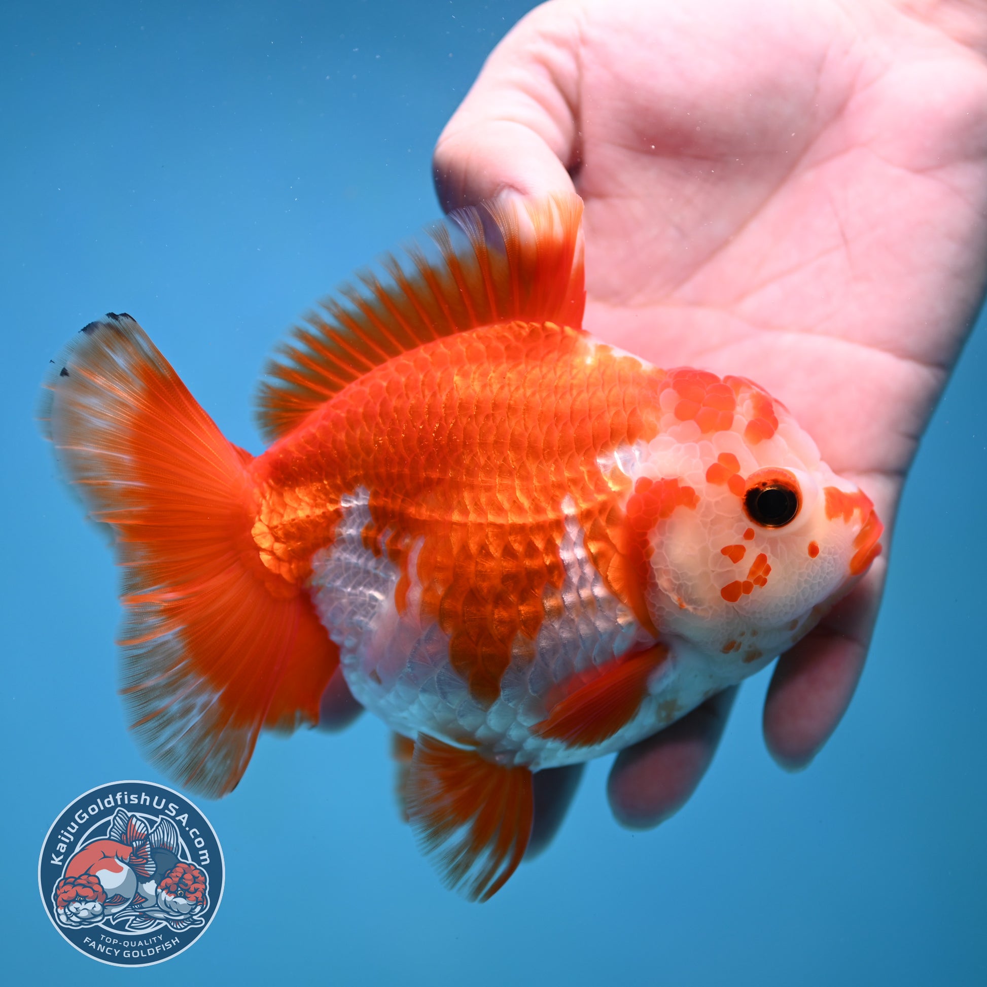 Big YuanBao Red White Oranda 4.5 inch Body (260116_OR06)