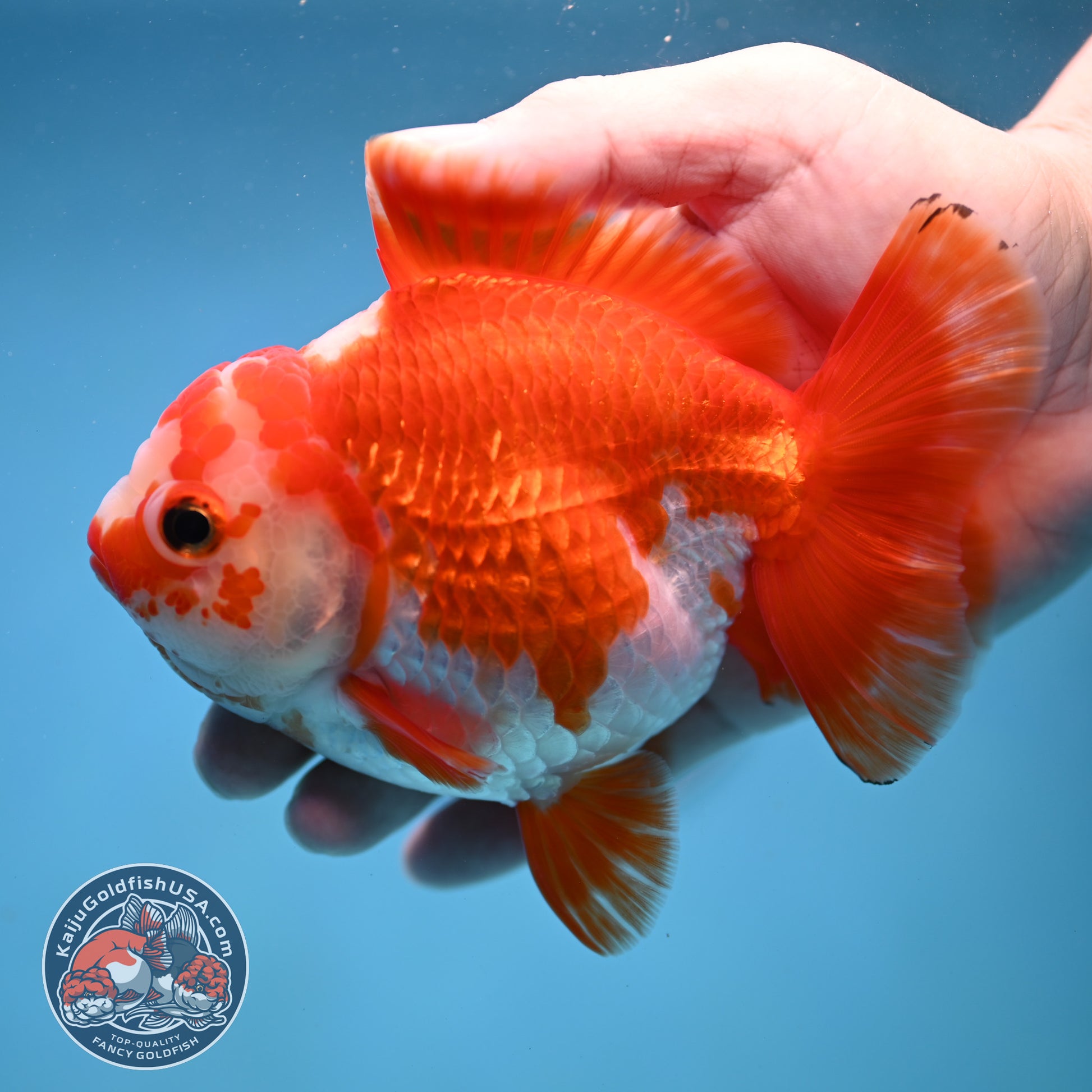 Big YuanBao Red White Oranda 4.5 inch Body (260116_OR06)