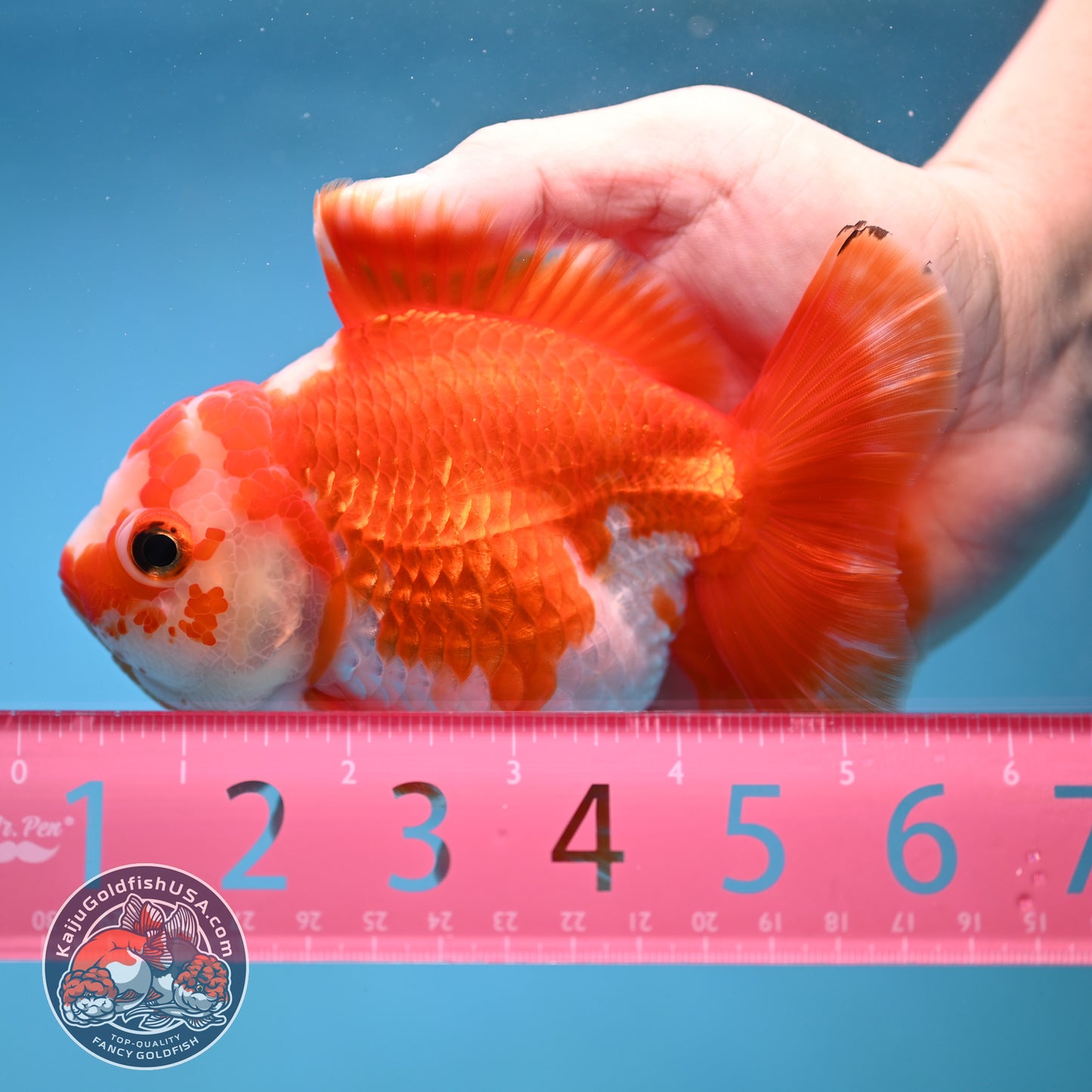Big YuanBao Red White Oranda 4.5 inch Body (260116_OR06)