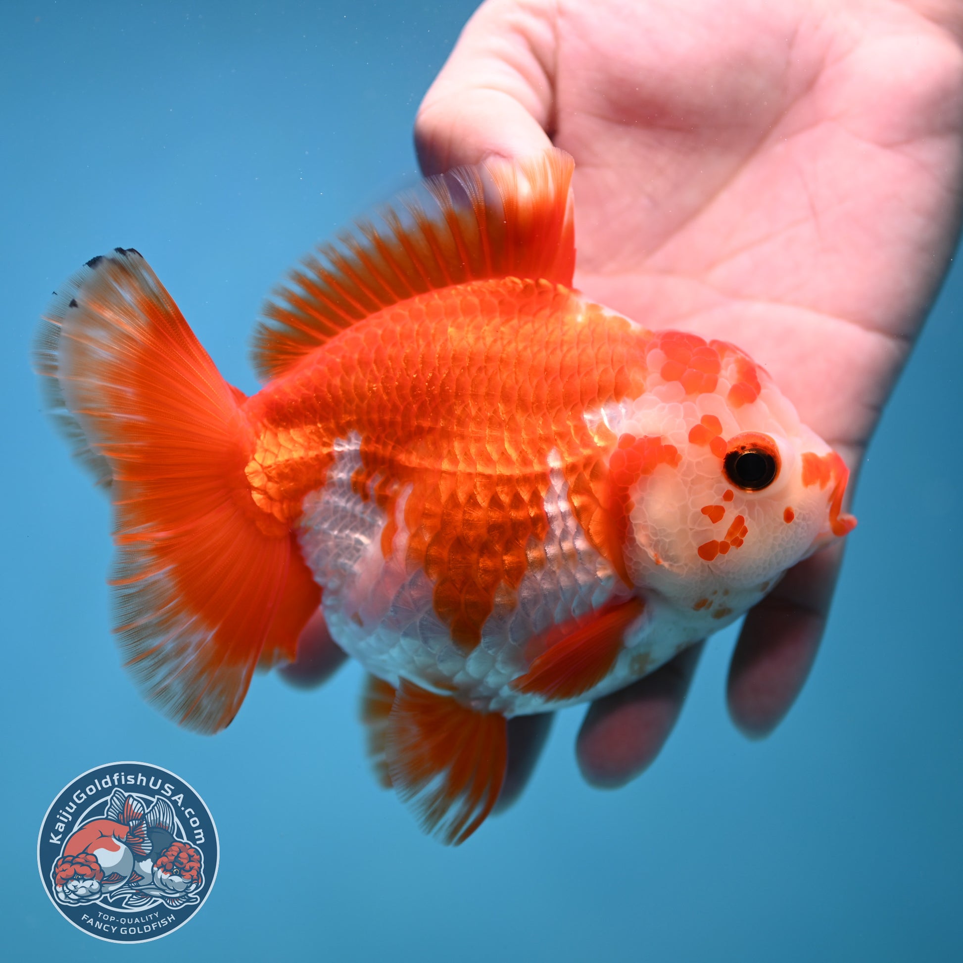 Big YuanBao Red White Oranda 4.5 inch Body (260116_OR06)