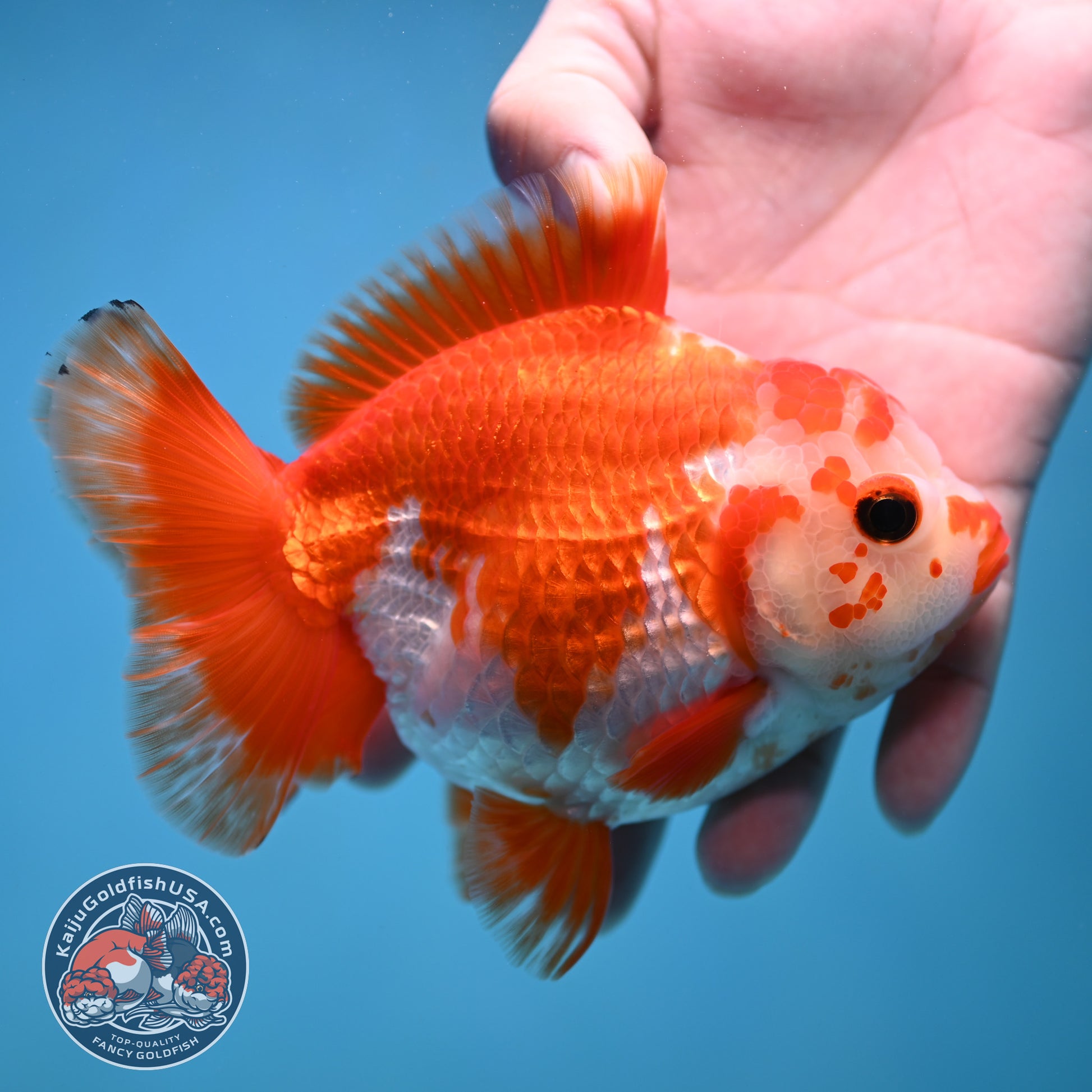 Big YuanBao Red White Oranda 4.5 inch Body (260116_OR06)