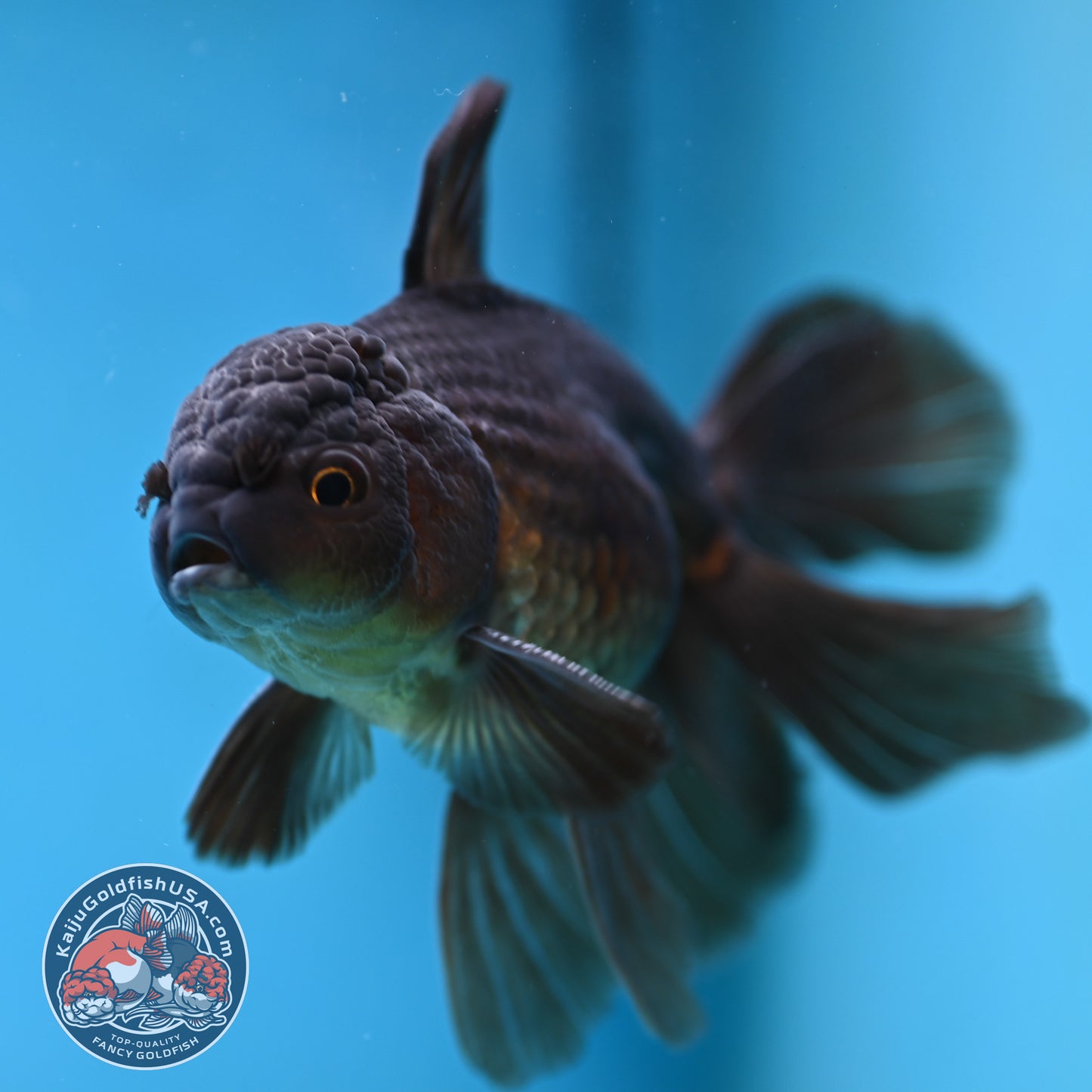 Black Butterfly Tail Oranda 3.8 inch Body (251219_OR06)