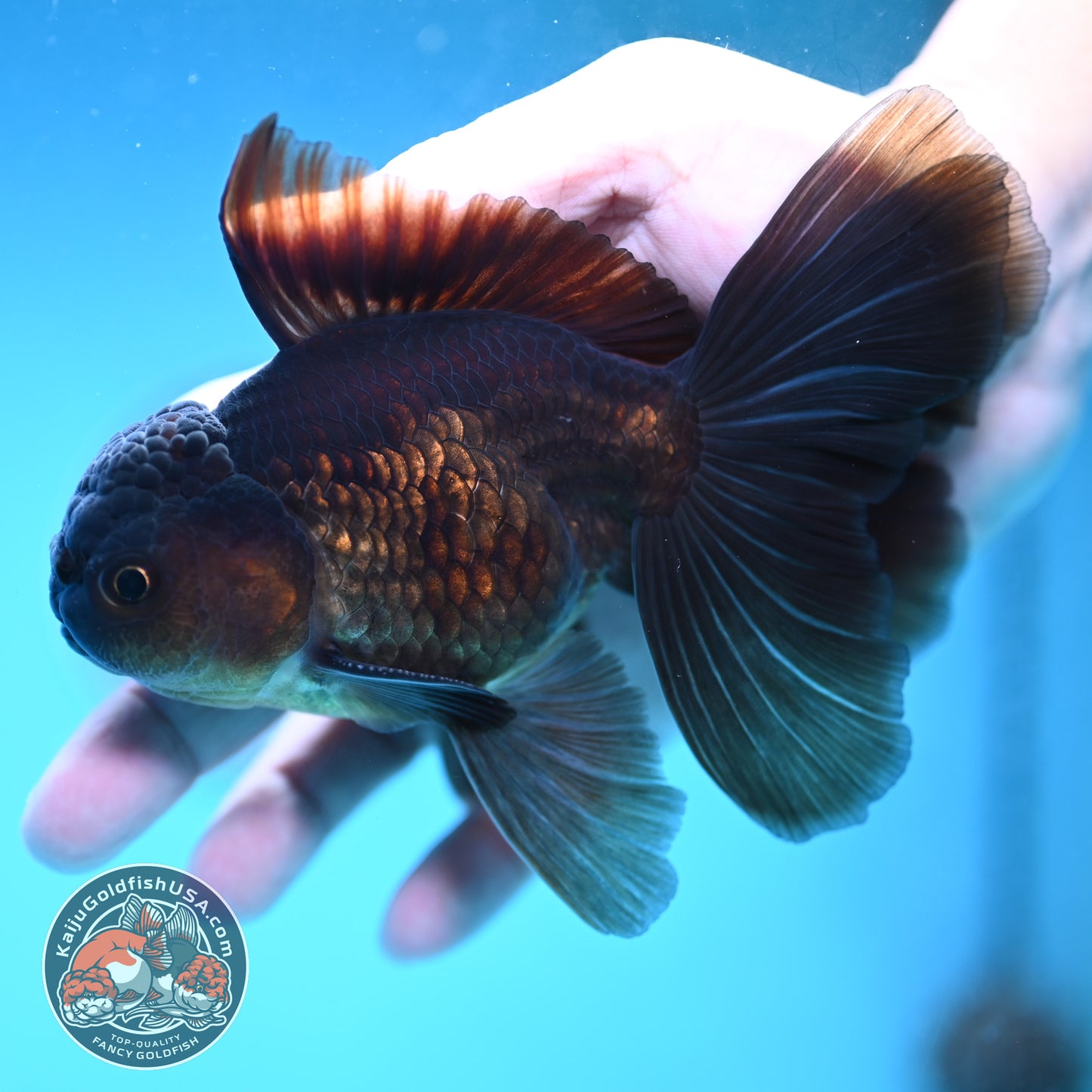 Black Butterfly Tail Oranda 3.8 inch Body (251219_OR06)