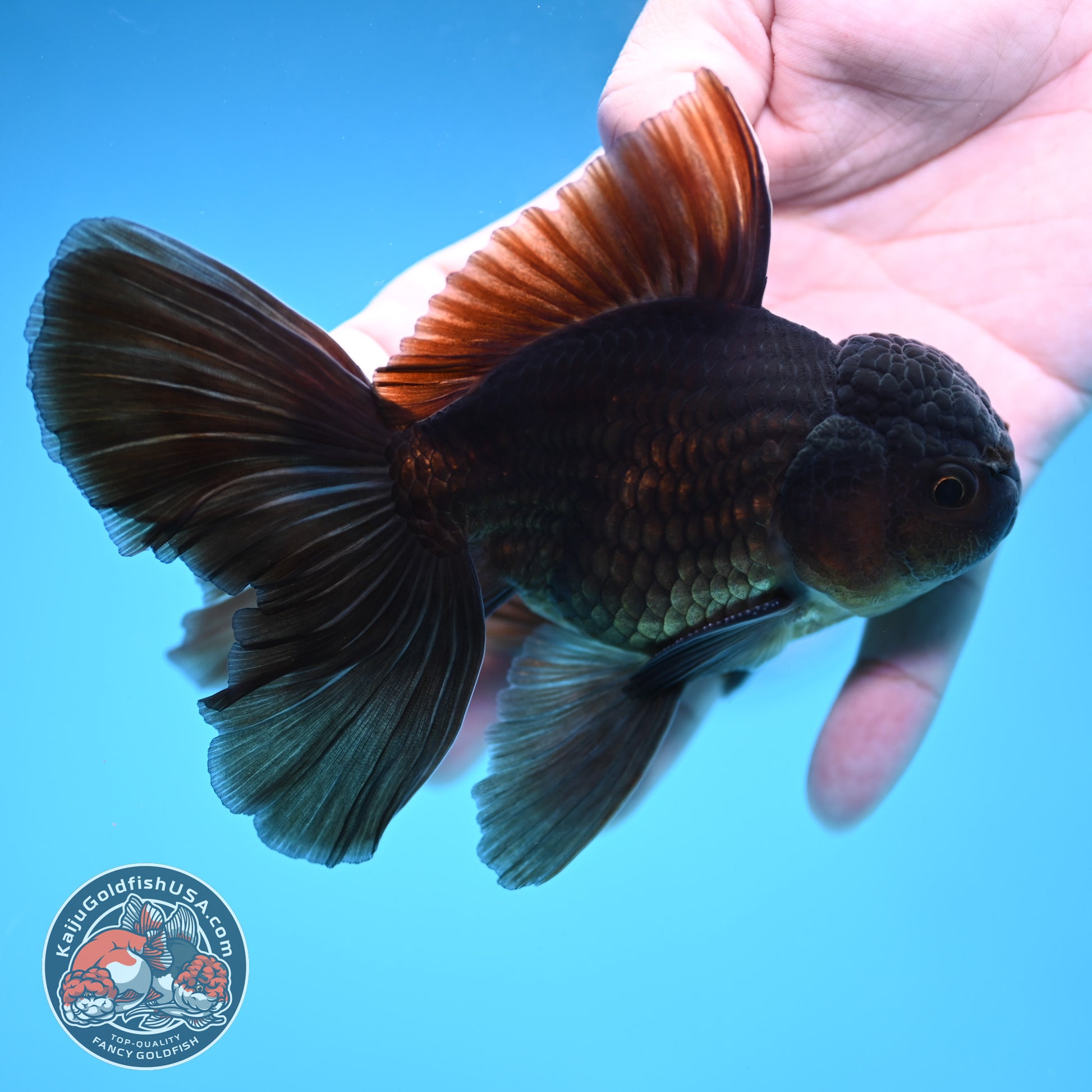 Black Butterfly Tail Oranda 3.8 inch Body (251219_OR06)