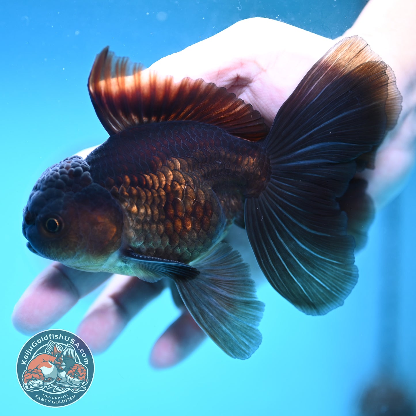 Black Butterfly Tail Oranda 3.8 inch Body (251219_OR06)