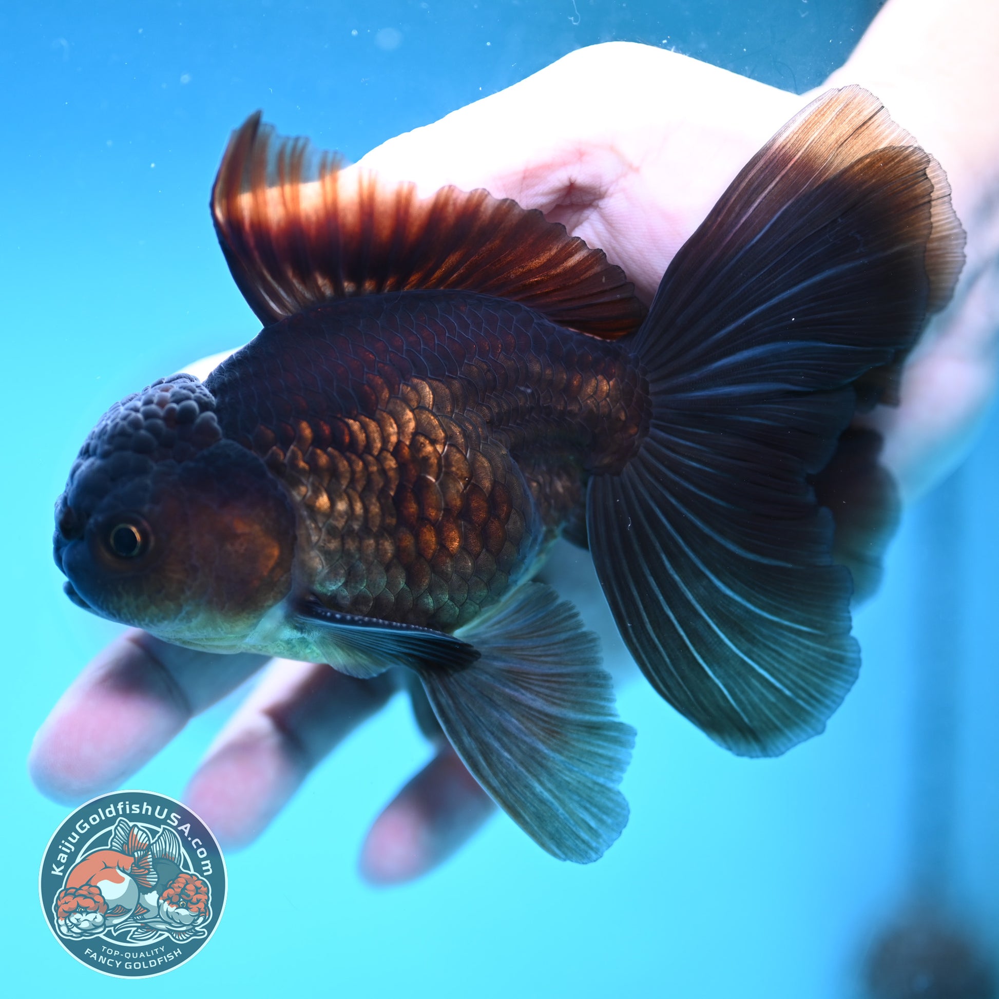 Black Butterfly Tail Oranda 3.8 inch Body (251219_OR06)