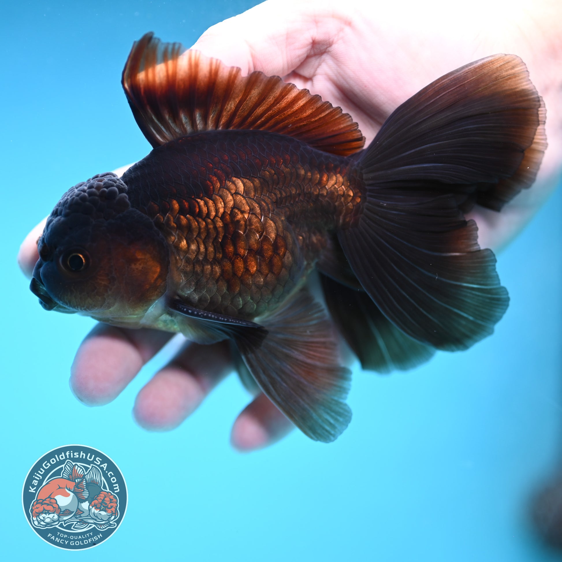 Black Butterfly Tail Oranda 3.8 inch Body (251219_OR06)