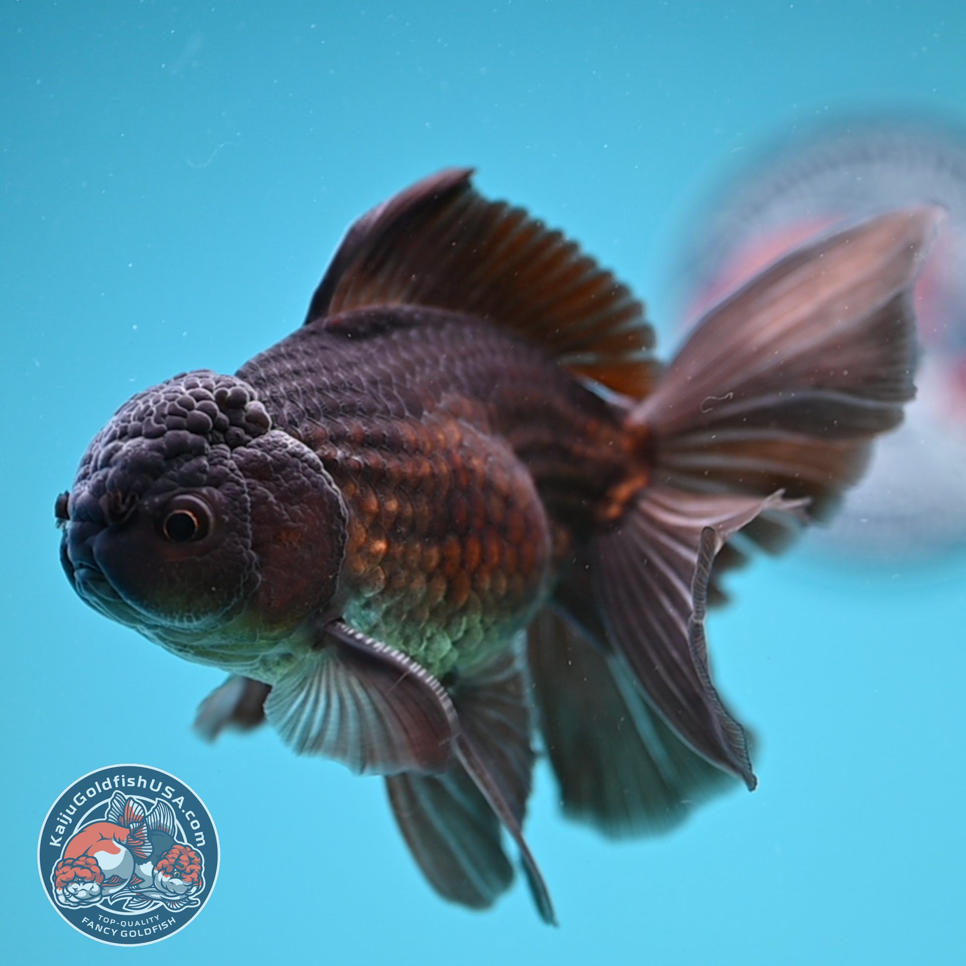 Black Butterfly Tail Oranda 3.8 inch Body (251219_OR06)