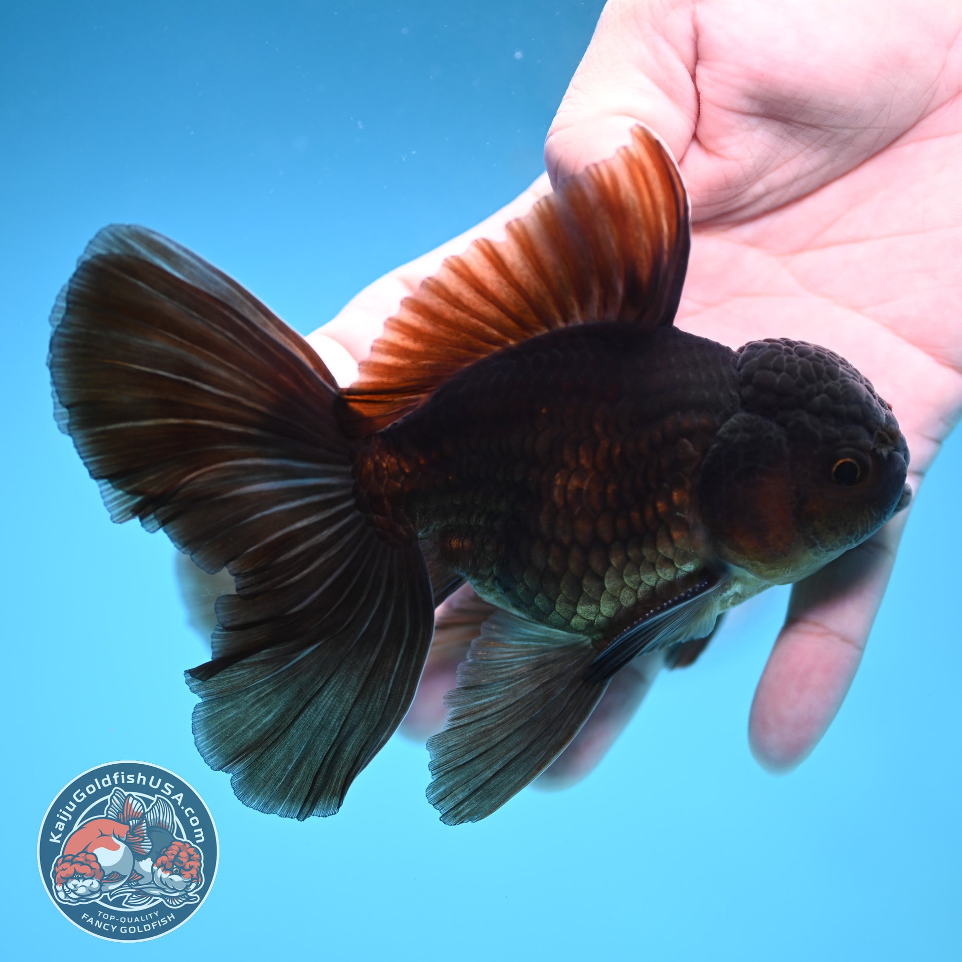Black Butterfly Tail Oranda 3.8 inch Body (251219_OR06)