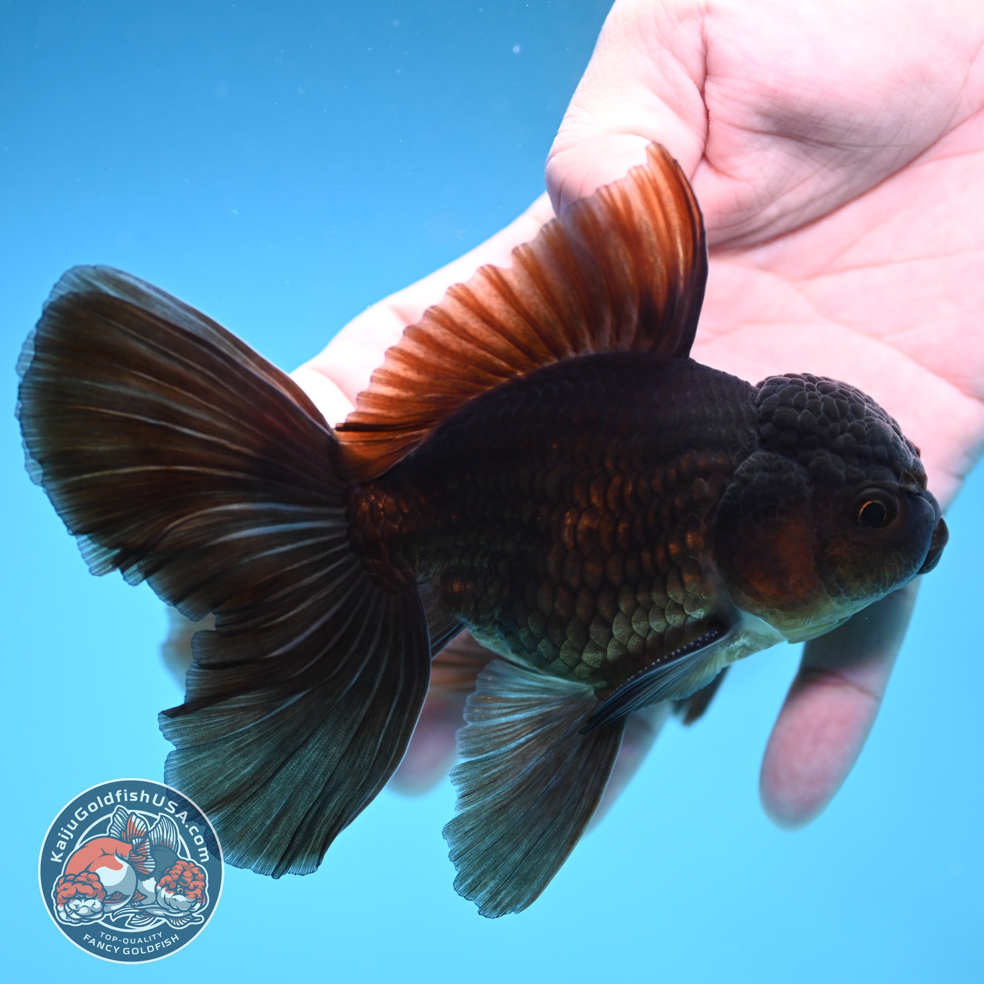 Black Butterfly Tail Oranda 3.8 inch Body (251219_OR06)