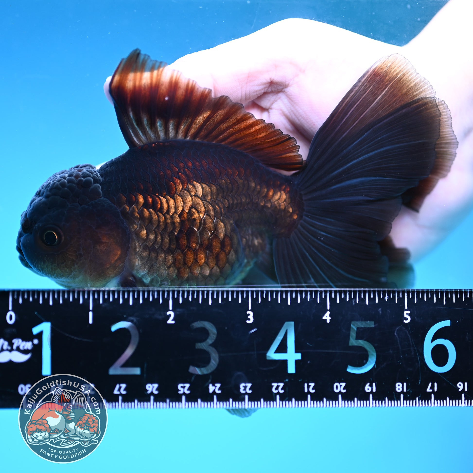 Black Butterfly Tail Oranda 3.8 inch Body (251219_OR06)