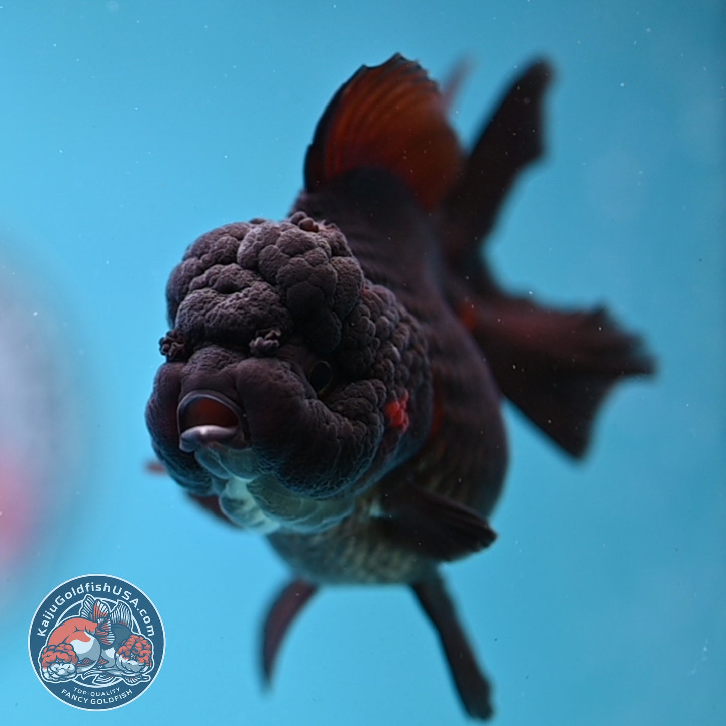 Black Oranda 3 inch Body (260109_OR01)