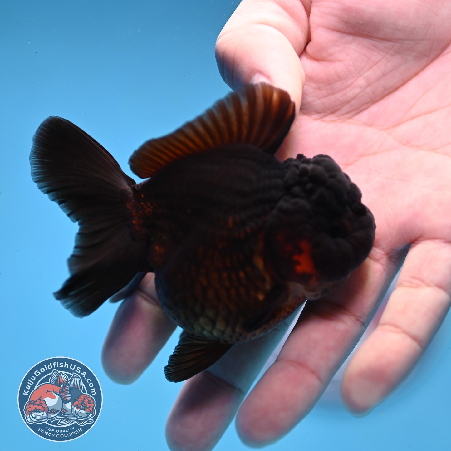 Black Oranda 3 inch Body (260109_OR01)