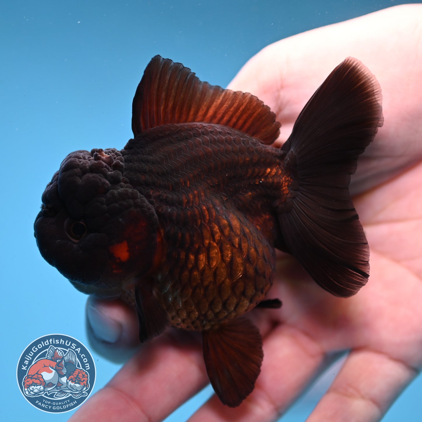 Black Oranda 3 inch Body (260109_OR01)