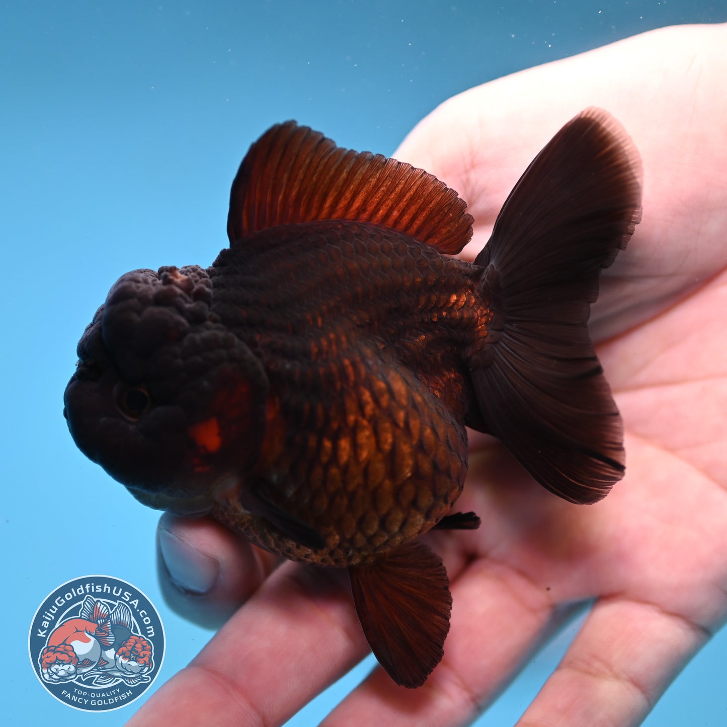 Black Oranda 3 inch Body (260109_OR01)