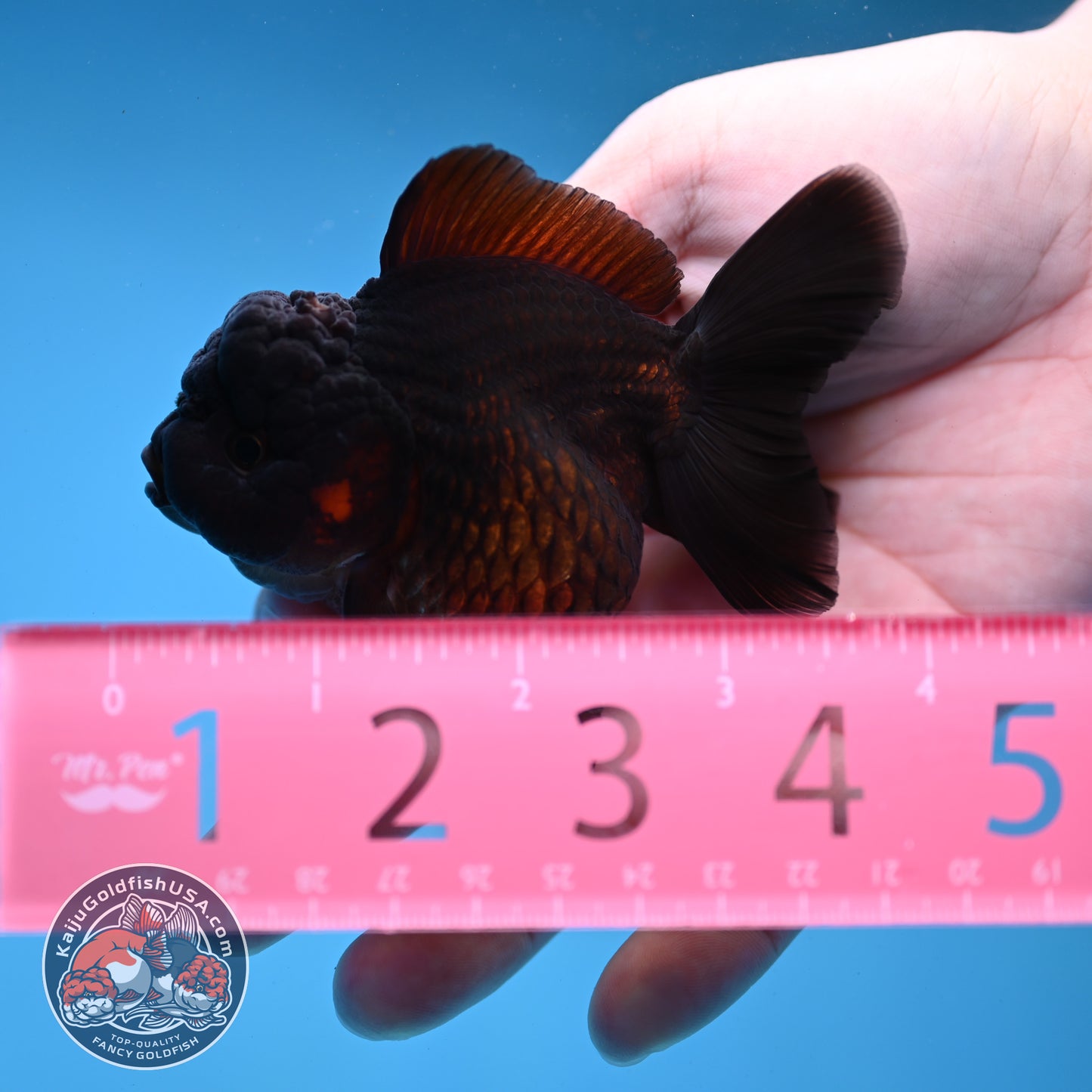 Black Oranda 3 inch Body (260109_OR01)