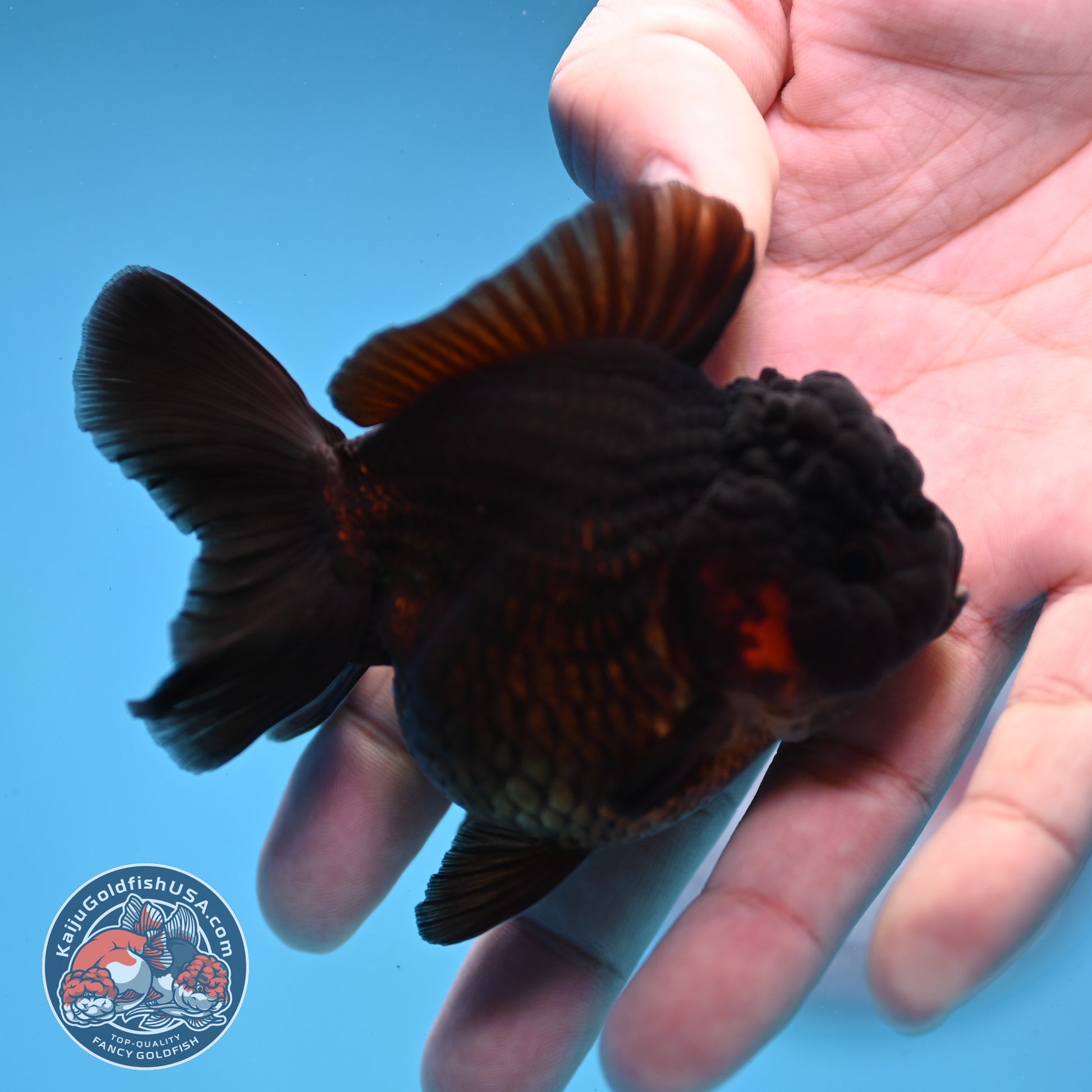 Black Oranda 3 inch Body (260109_OR01)