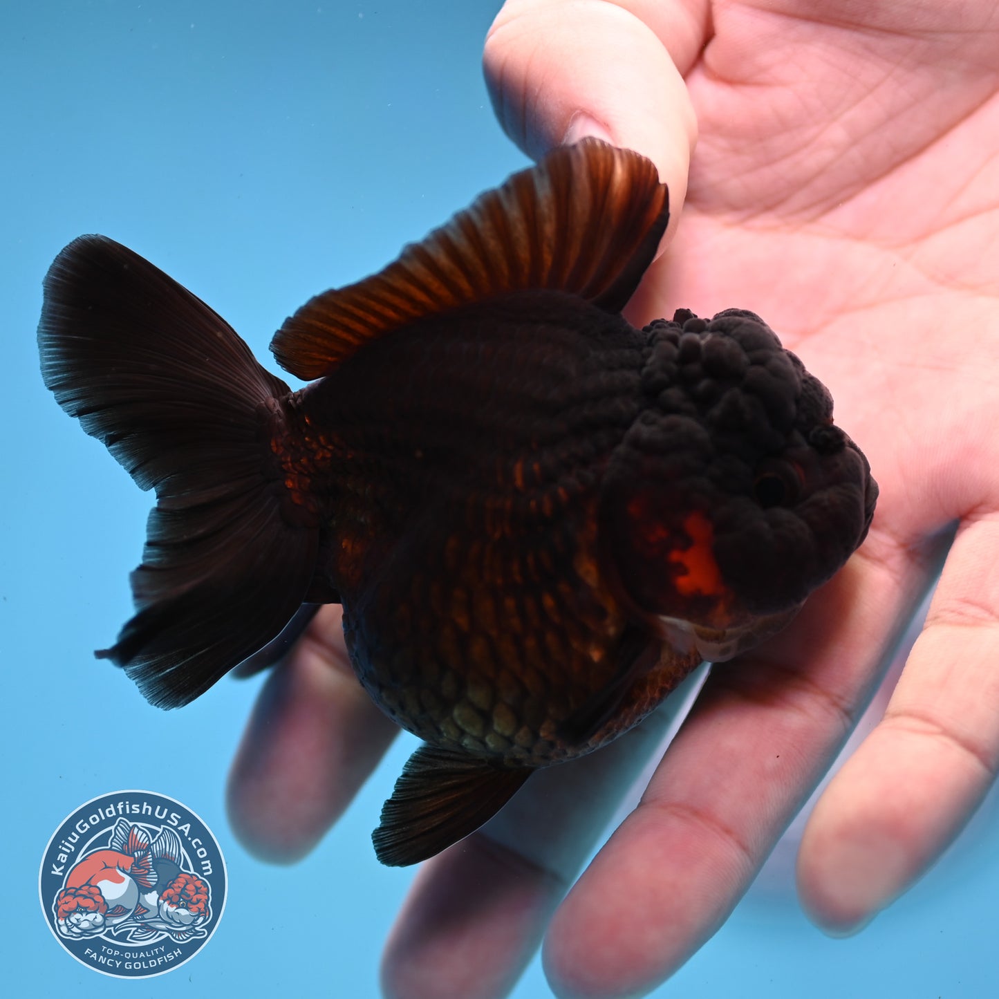 Black Oranda 3 inch Body (260109_OR01)