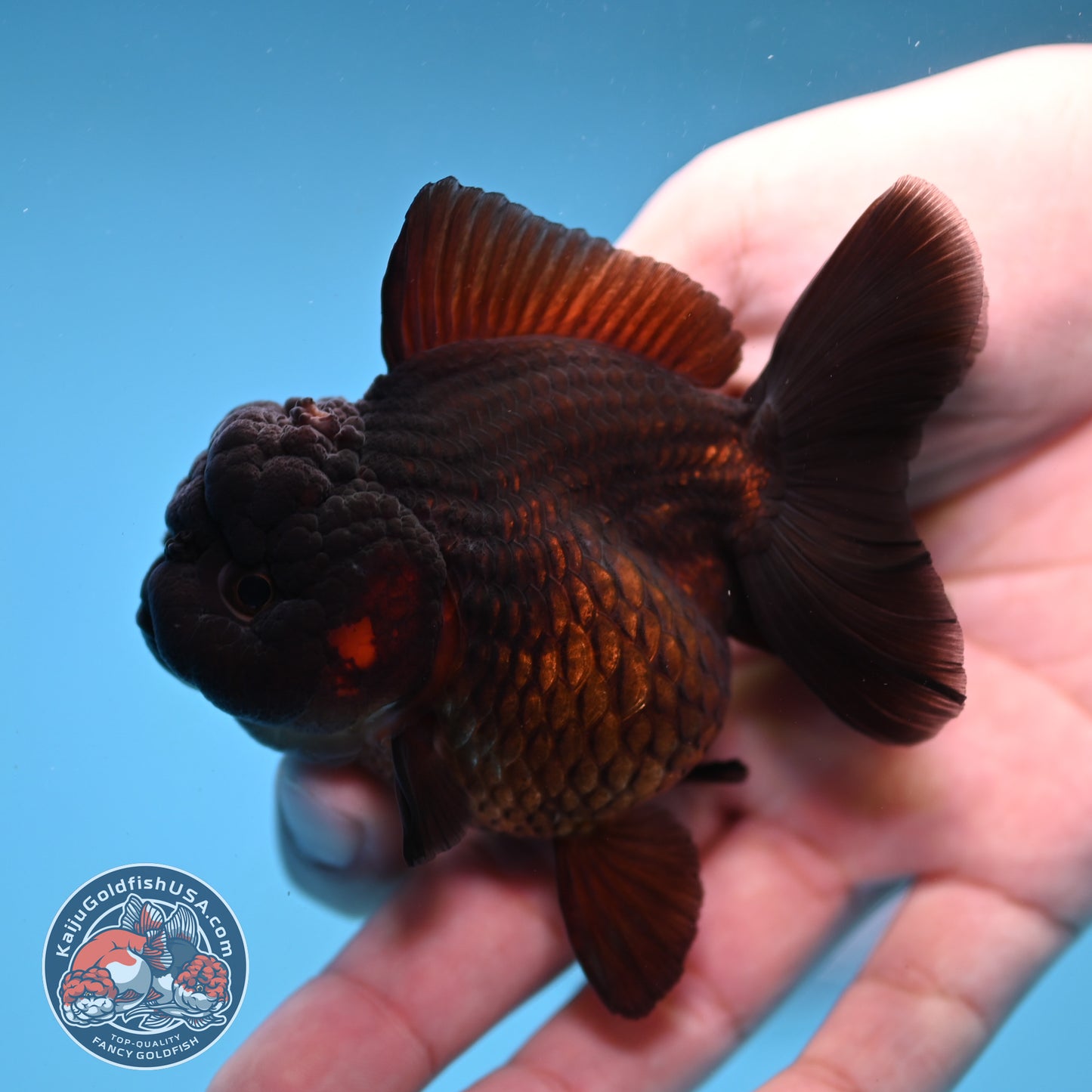 Black Oranda 3 inch Body (260109_OR01)