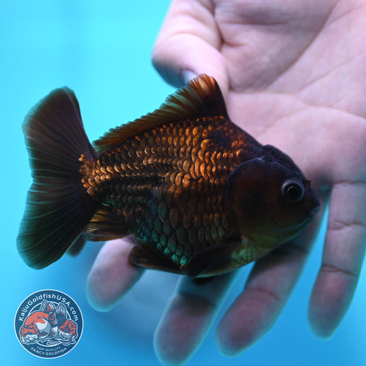 Black Oranda 3 inch Body (260424_OR17)