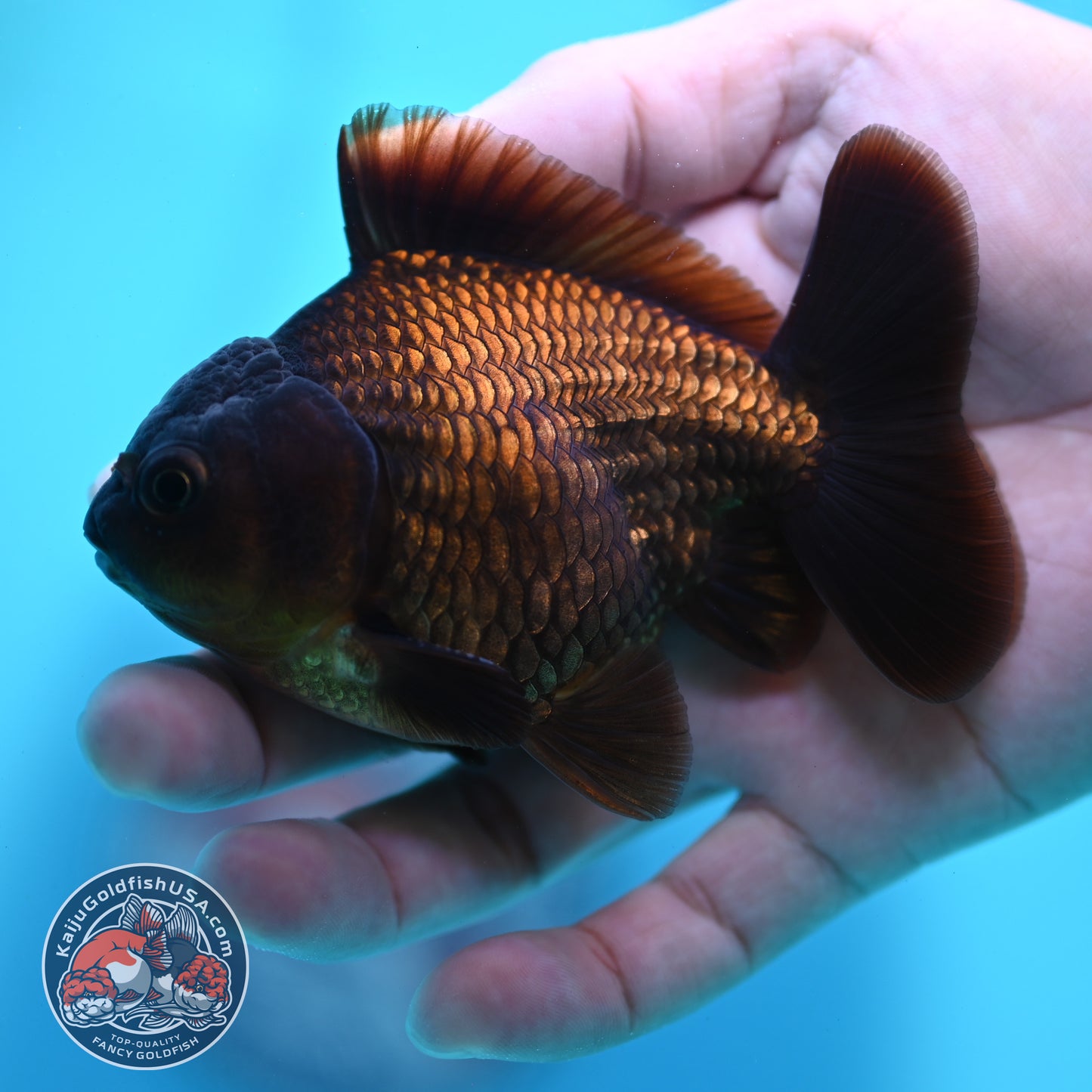 Black Oranda 3 inch Body (260424_OR17)