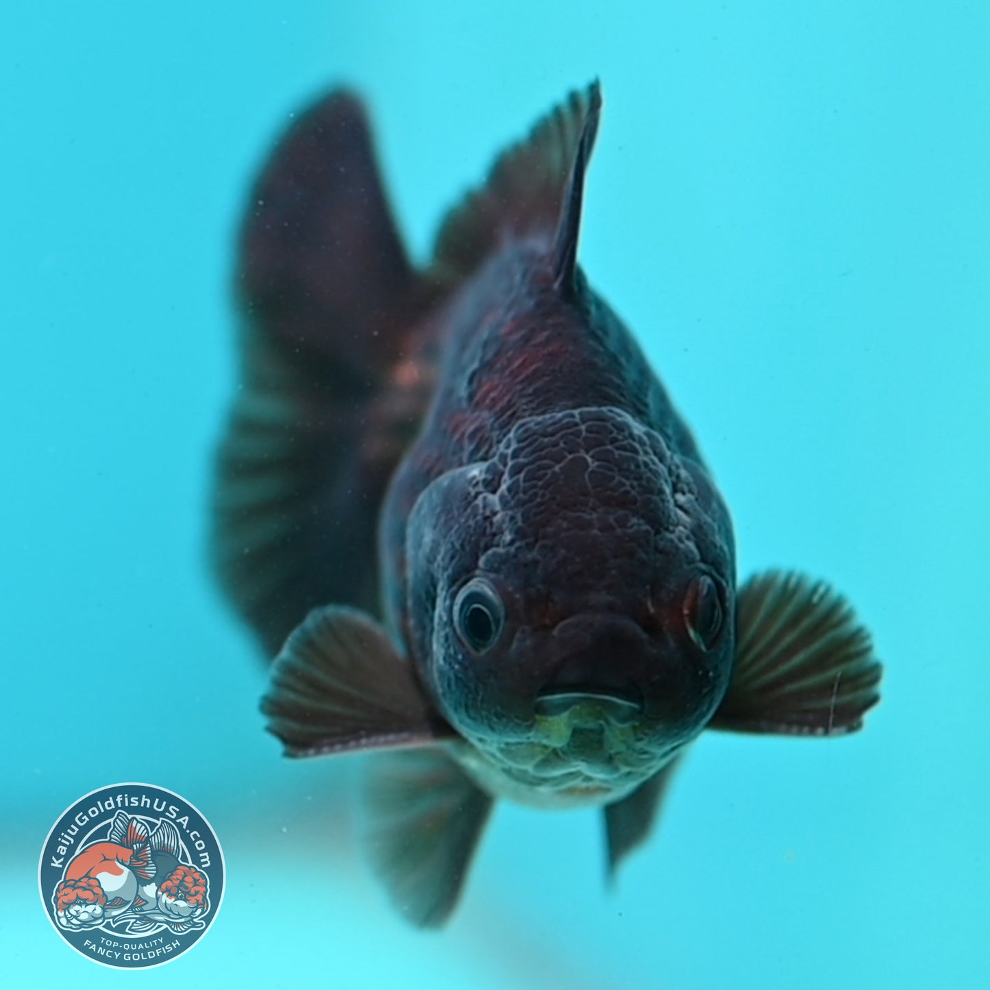 Black Oranda 3 inch Body (260424_OR17)