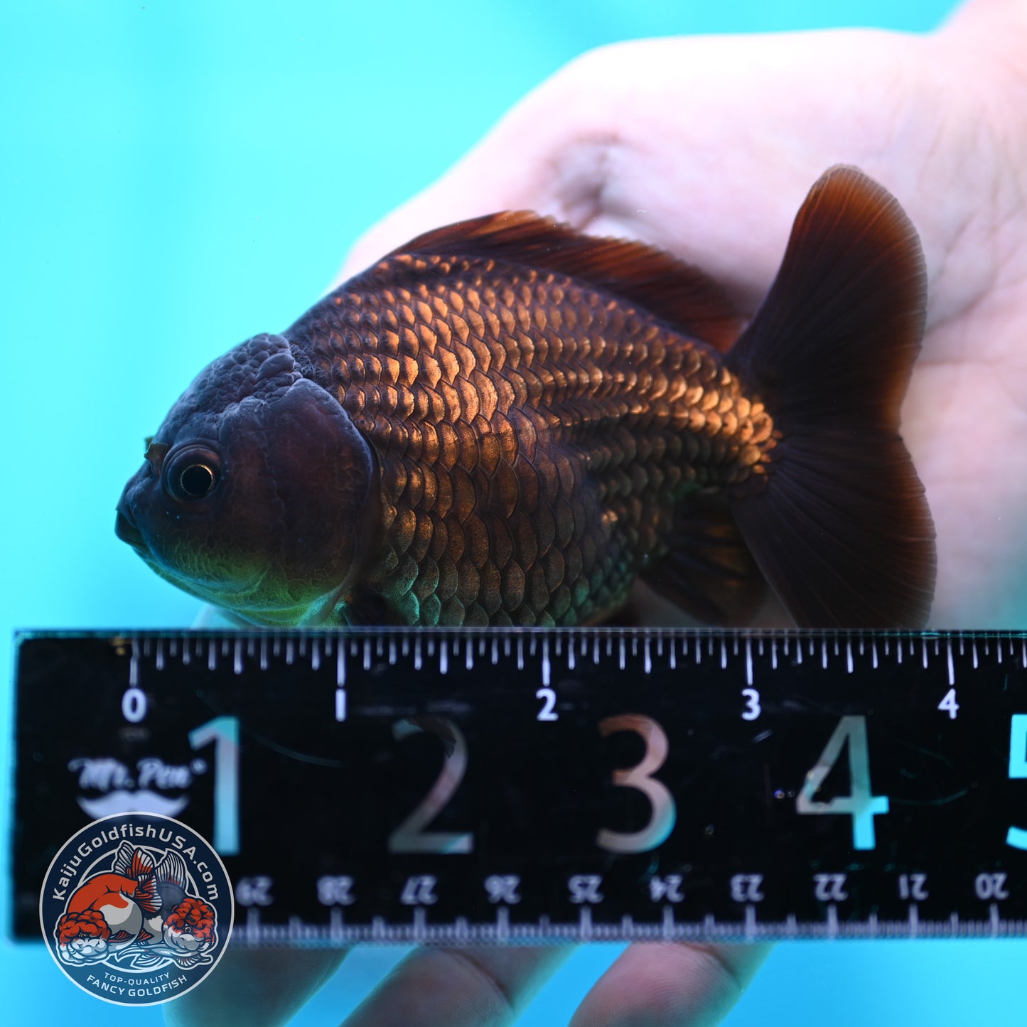 Black Oranda 3 inch Body (260424_OR17)