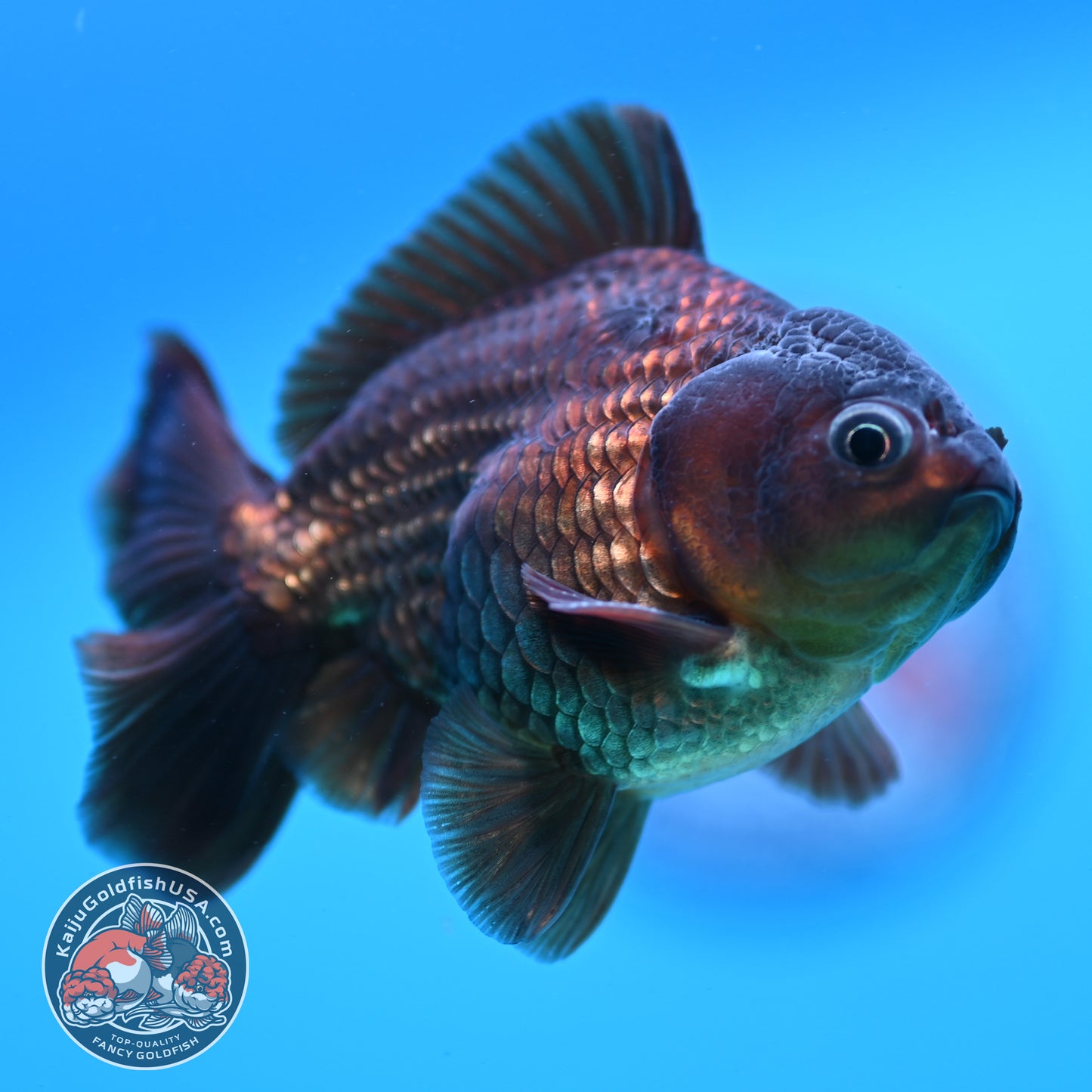 Black Oranda 3 inch Body (260424_OR17)