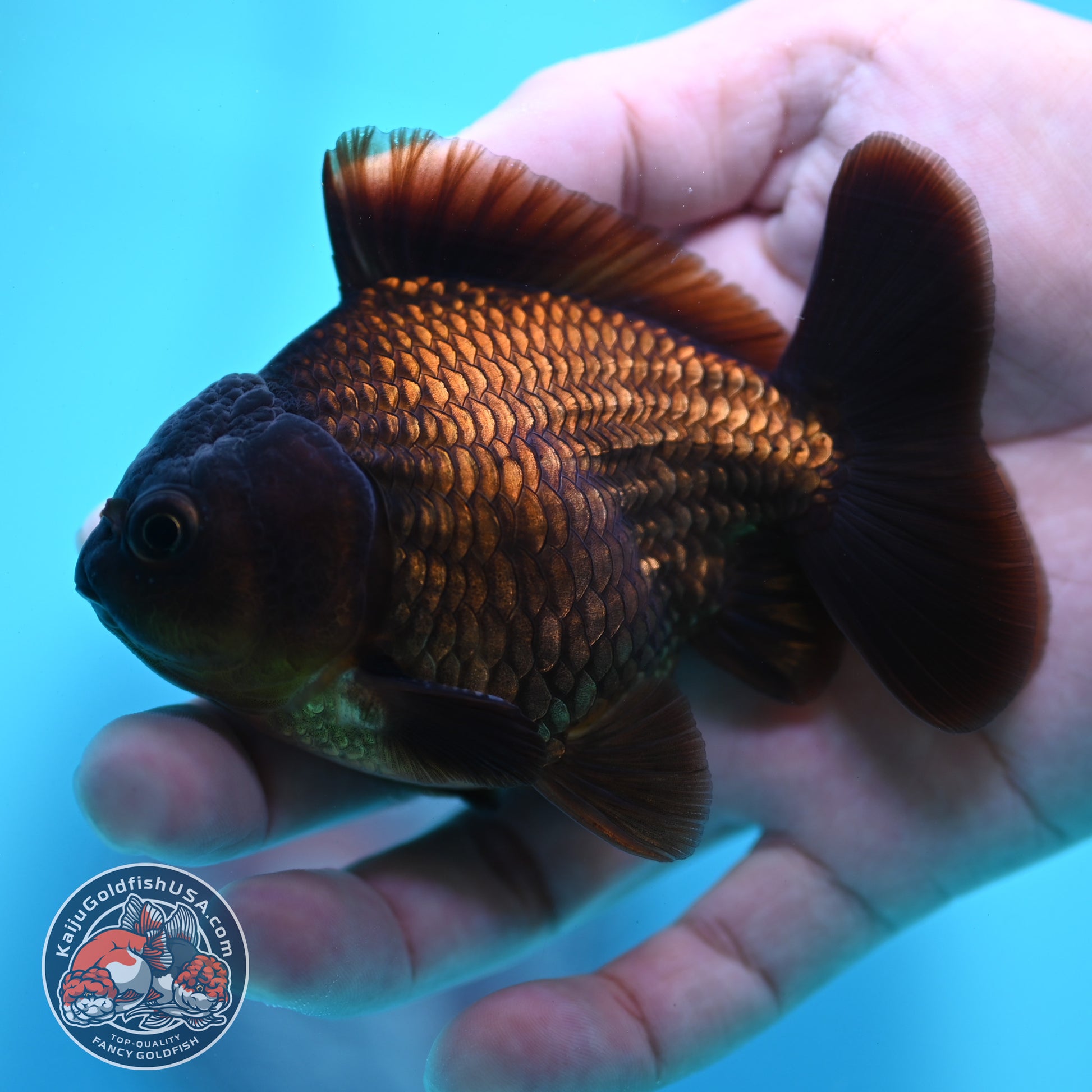 Black Oranda 3 inch Body (260424_OR17)