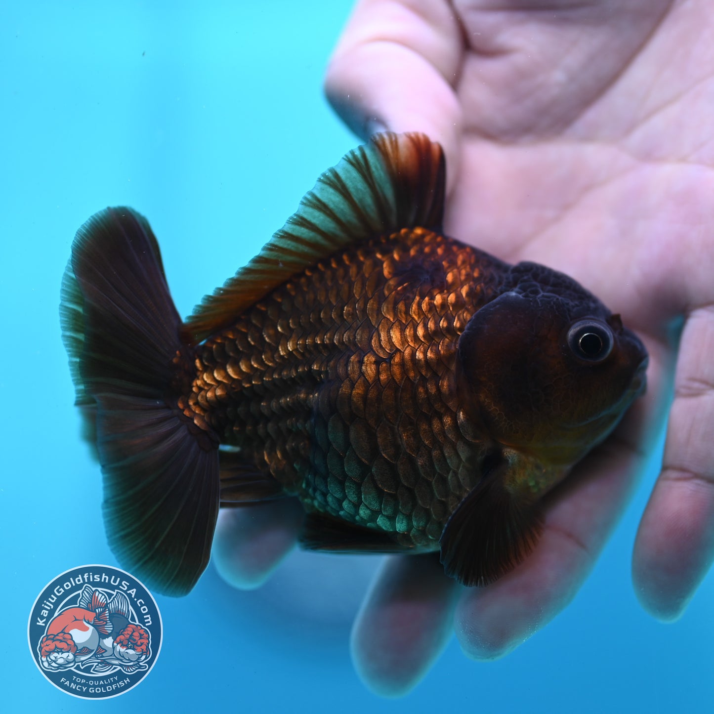 Black Oranda 3 inch Body (260424_OR17)