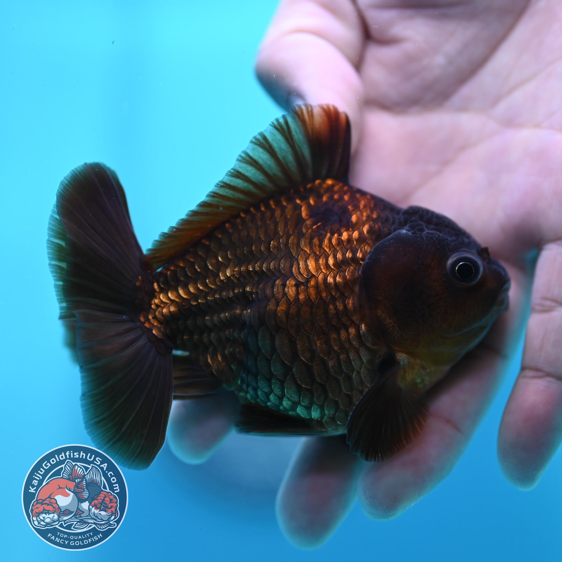 Black Oranda 3 inch Body (260424_OR17)