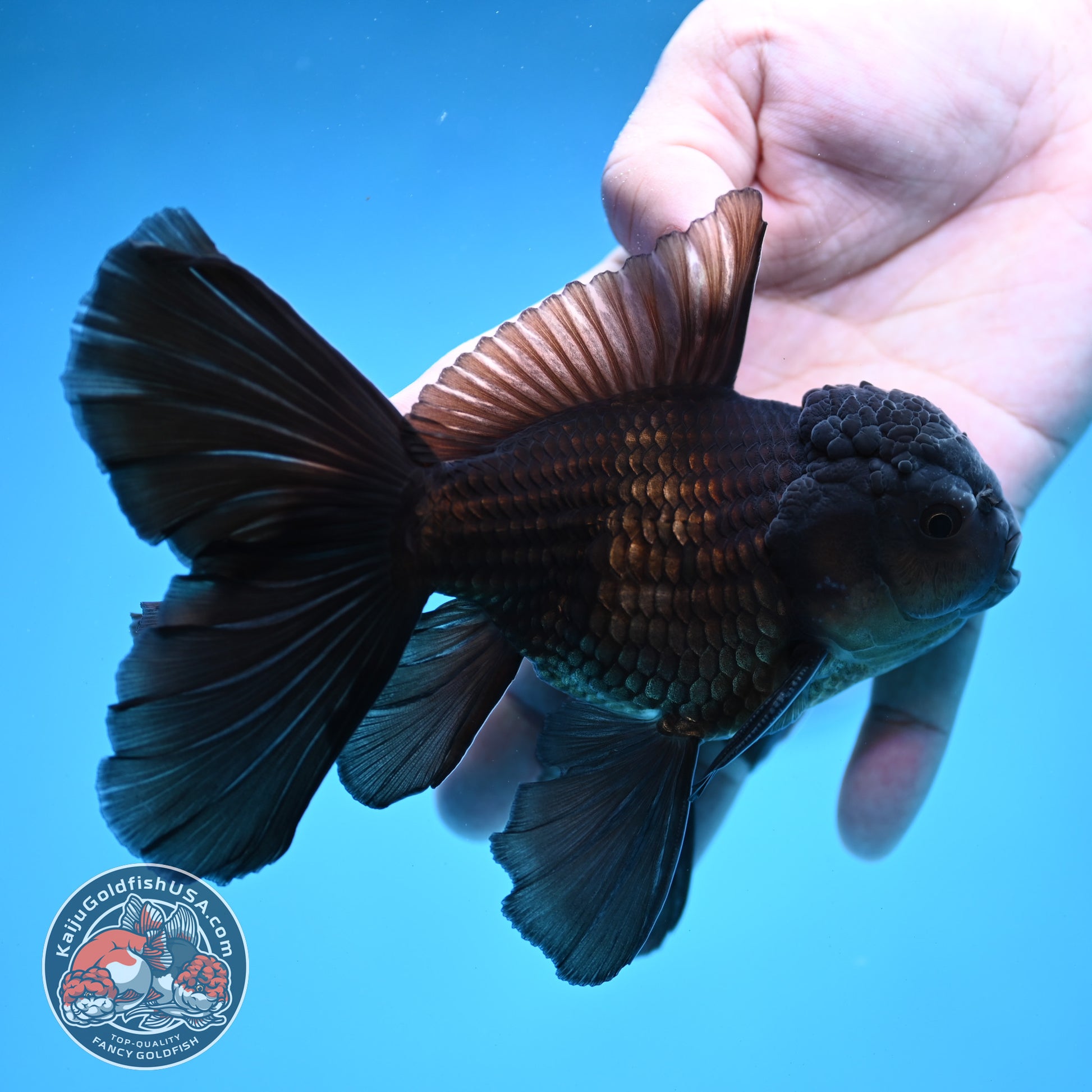 Black Orchid Tail Oranda 4 inch Body (260109_OR24)