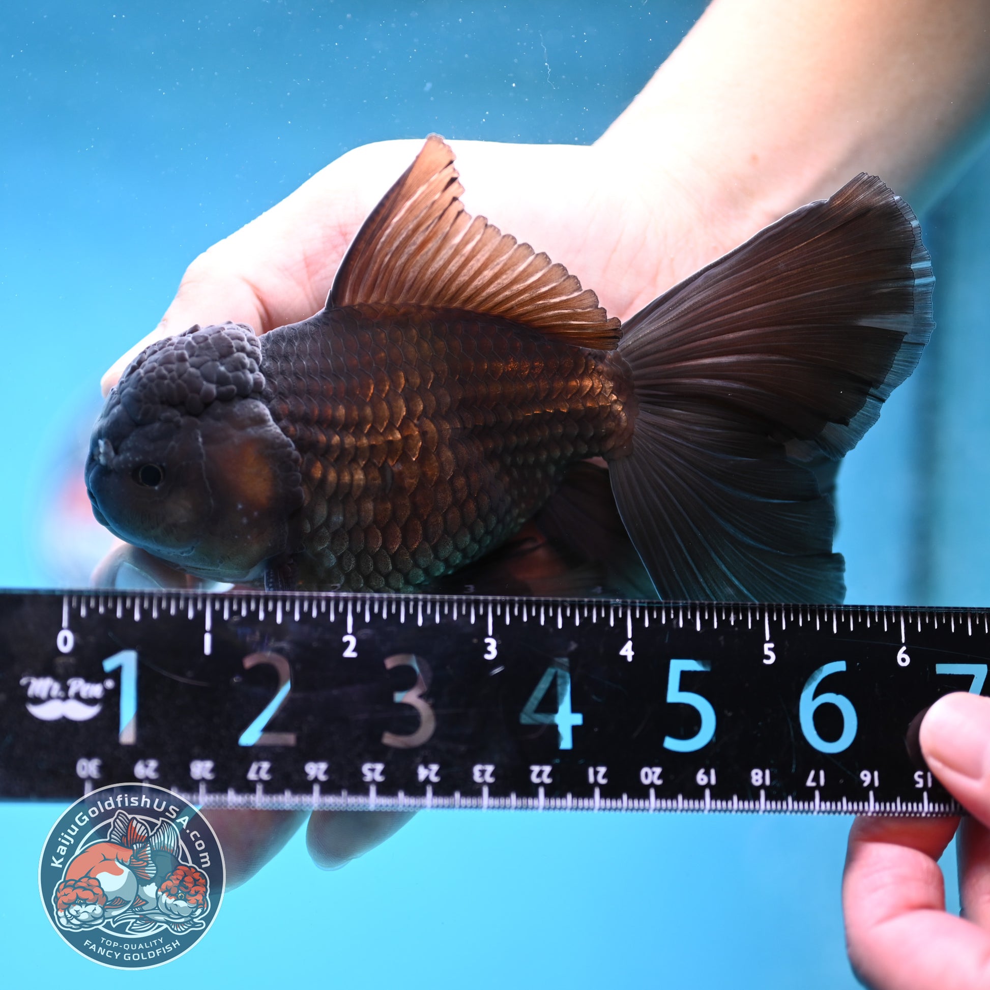 Black Orchid Tail Oranda 4 inch Body (260109_OR24)