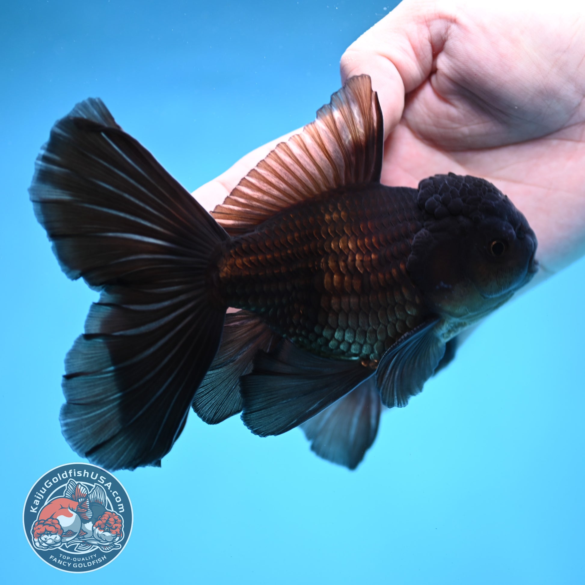 Black Orchid Tail Oranda 4 inch Body (260109_OR24)