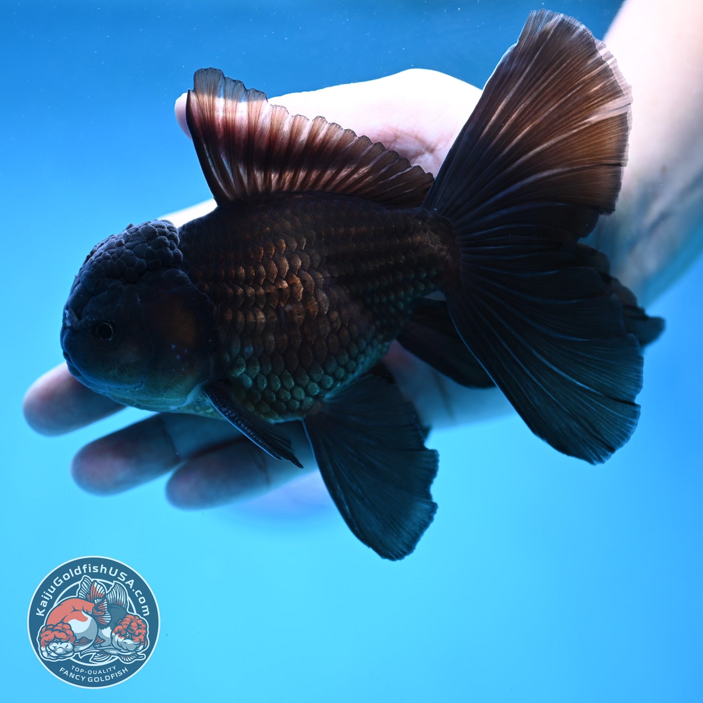 Black Orchid Tail Oranda 4 inch Body (260109_OR24)