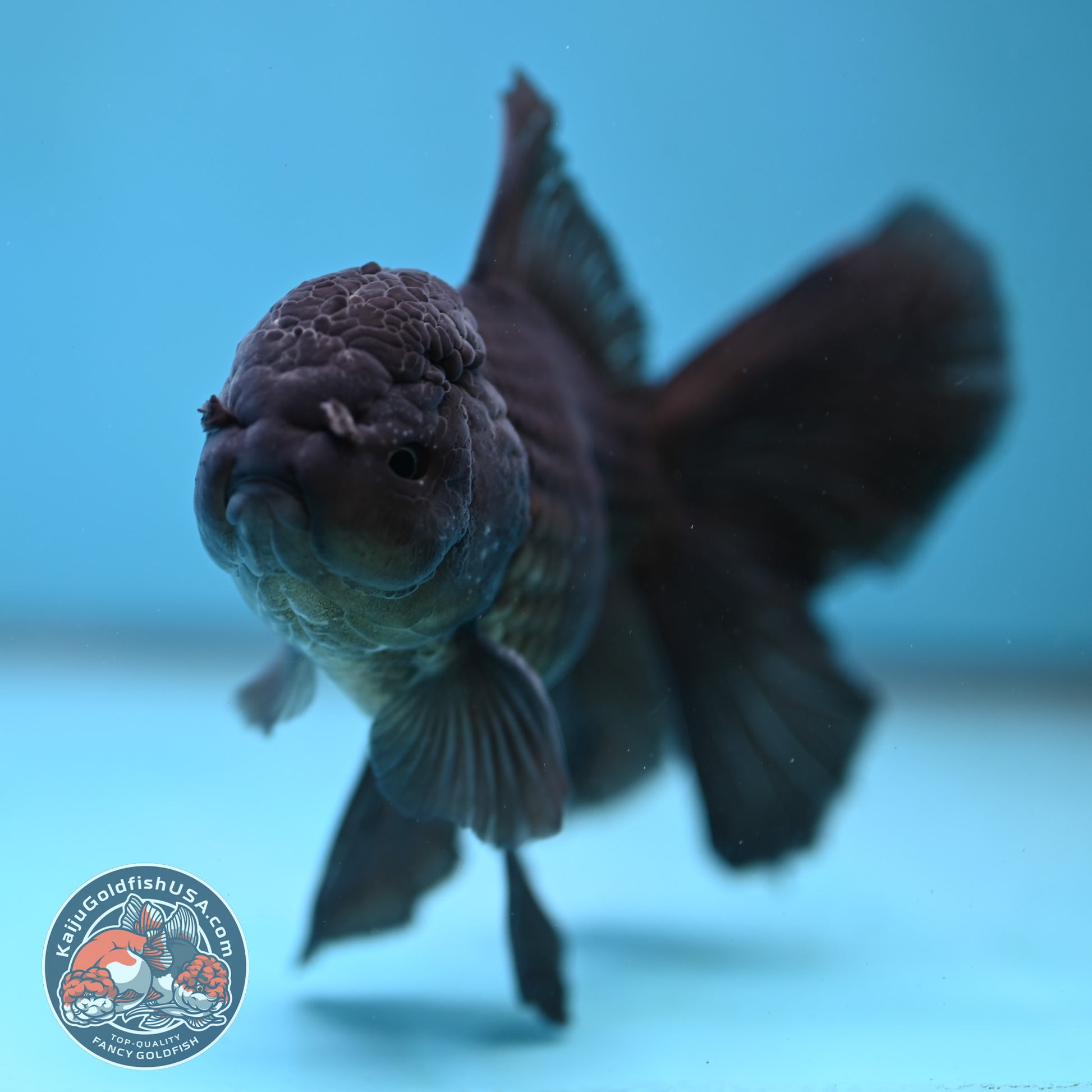 Black Orchid Tail Oranda 4 inch Body (260109_OR24)