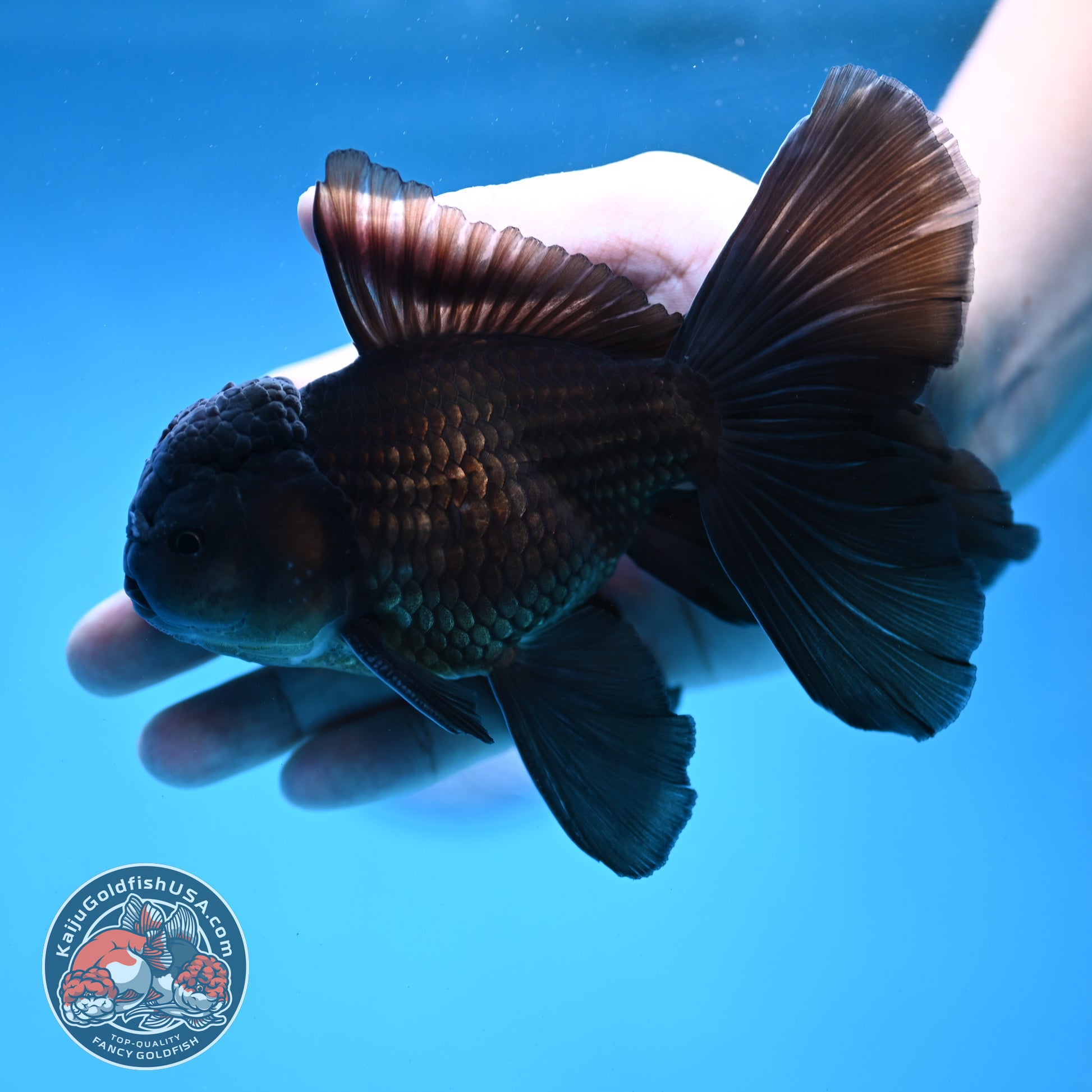 Black Orchid Tail Oranda 4 inch Body (260109_OR24)